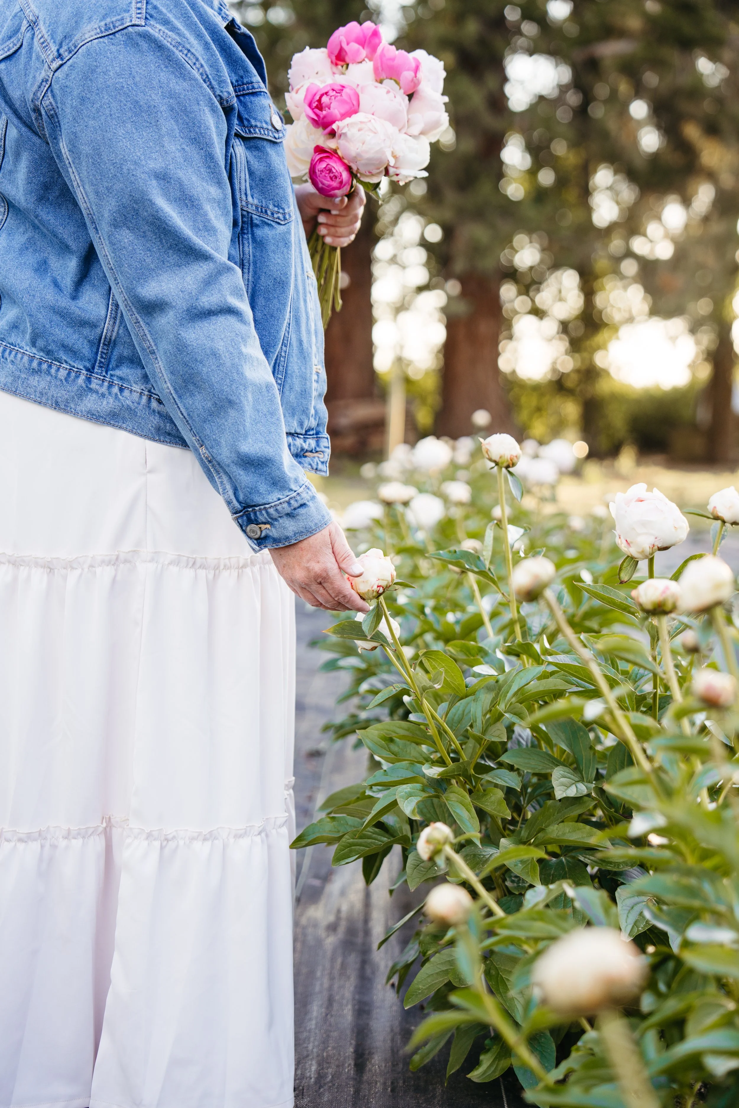 Person in a denim jacket and white dress holding a bouquet of pink and white peonies in a garden with other peonies and trees.