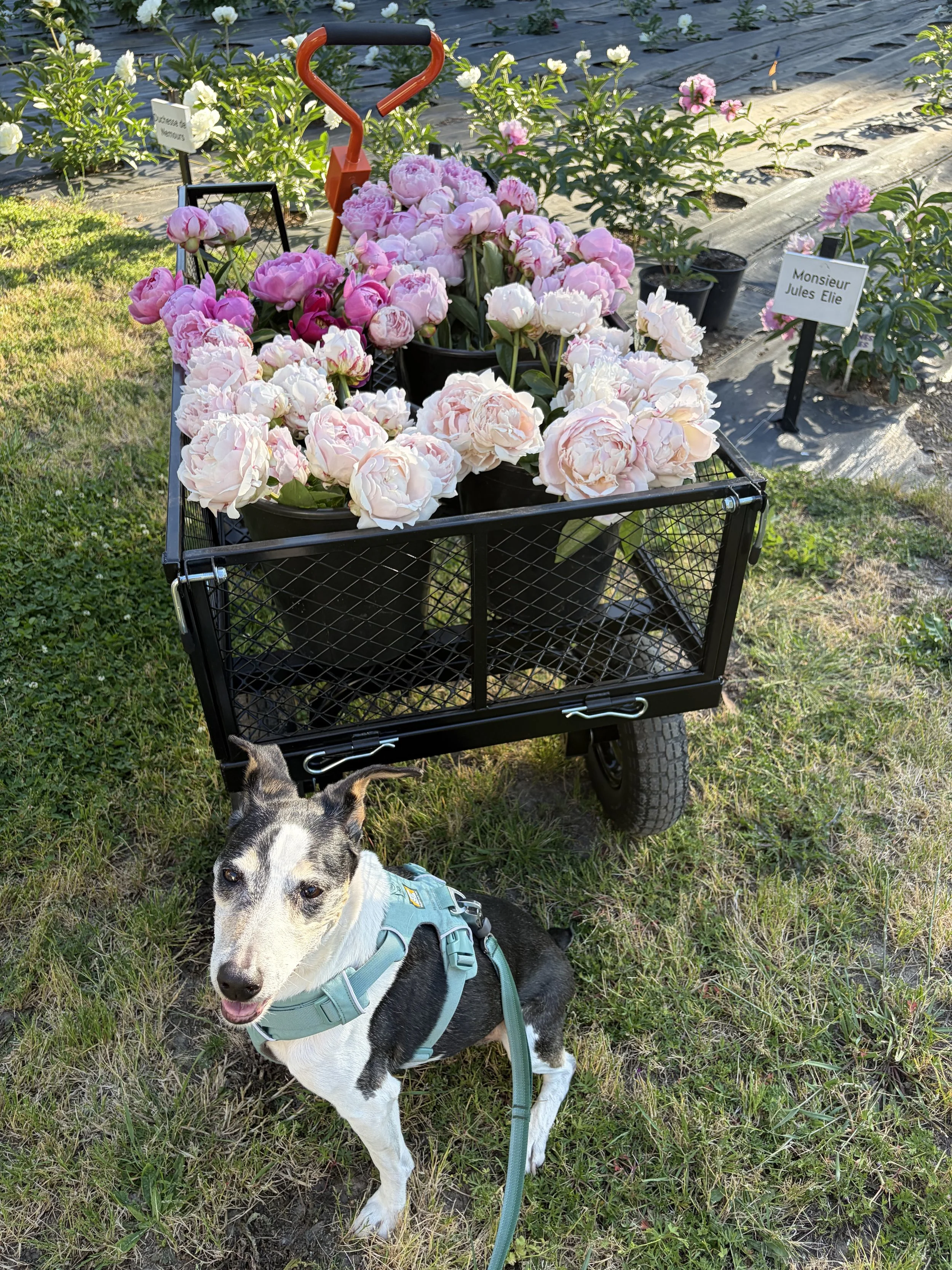 A black and white dog with a blue harness sitting on grass in front of a wagon filled with pink and white peony flowers. There are potted plants with flowers and a sign with the name Monsieur Jules Elie in the background.