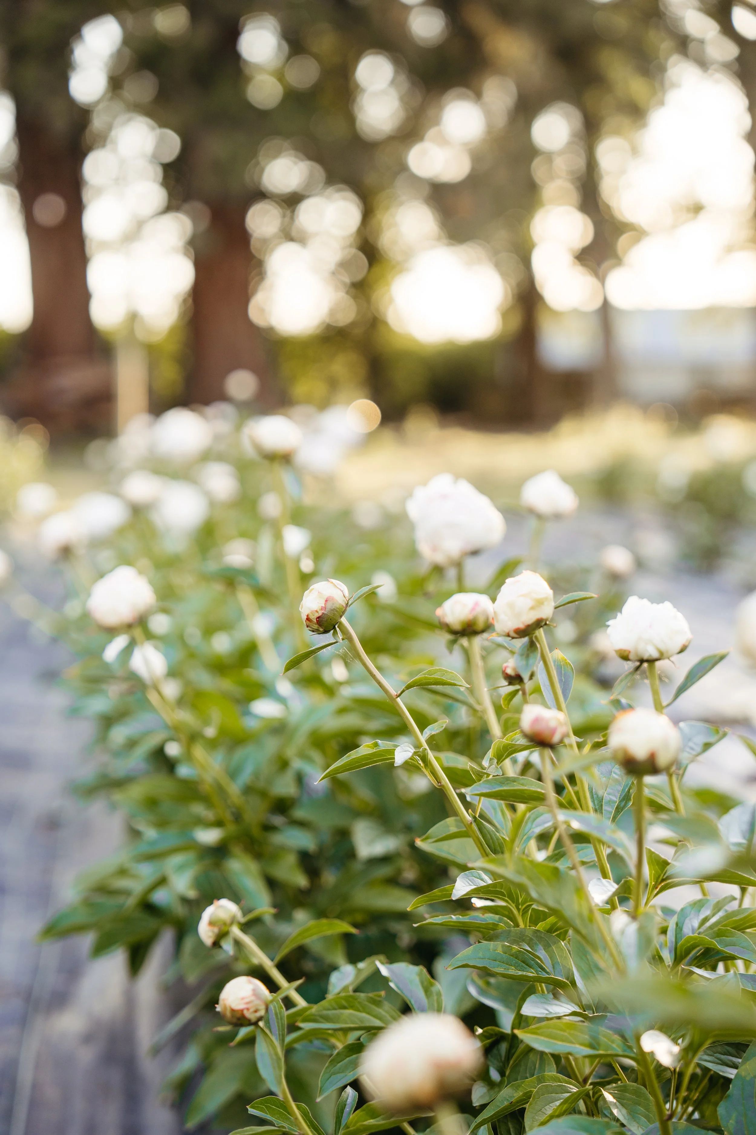 Out-of-focus image of white peony flowers in a garden with trees and sunlight in the background.