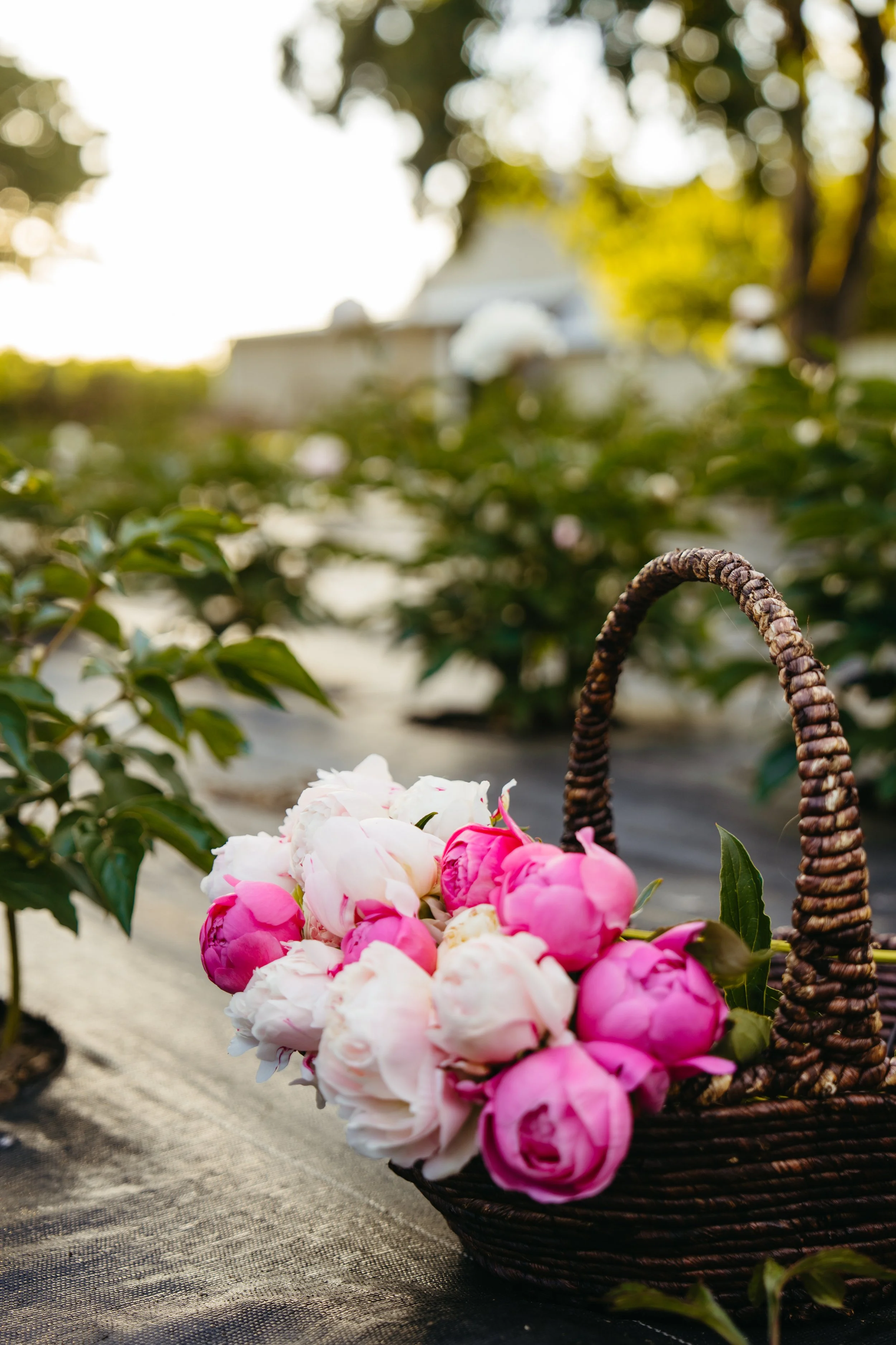 Pink and white peonies in a wicker basket, placed on a gray textured surface outdoors, with blurred trees and sunlight in the background.