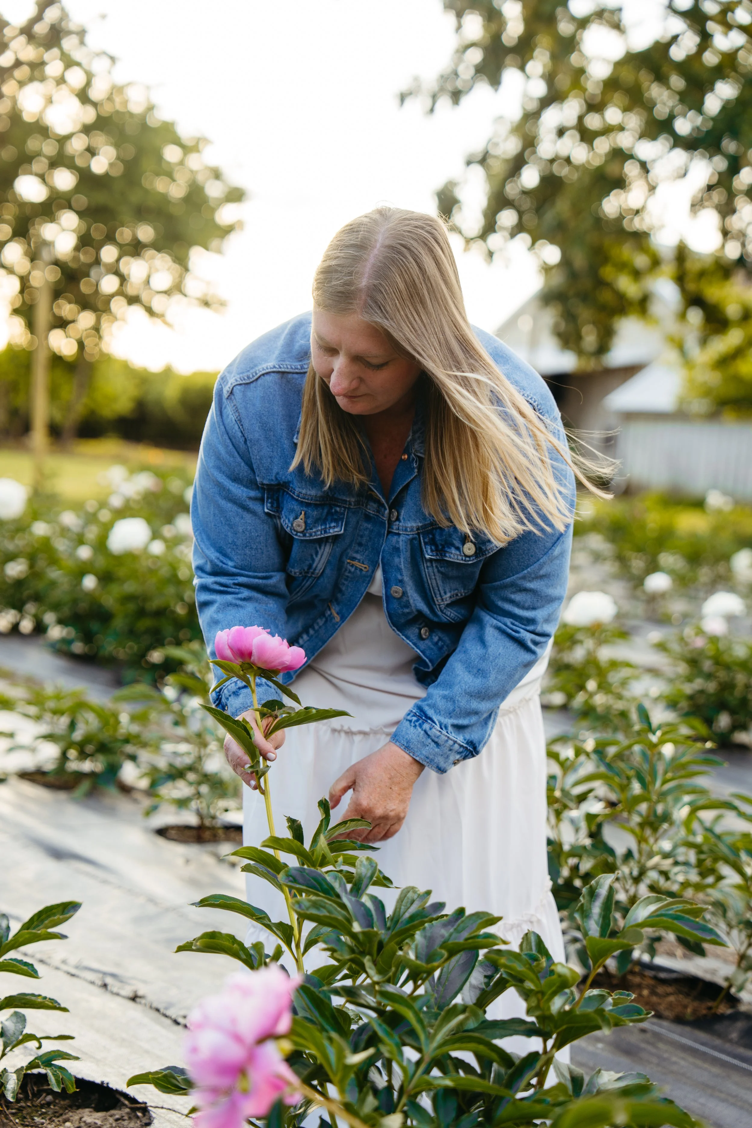 A person holding a bouquet of pink peony flowers on a farm with green fields in the background.