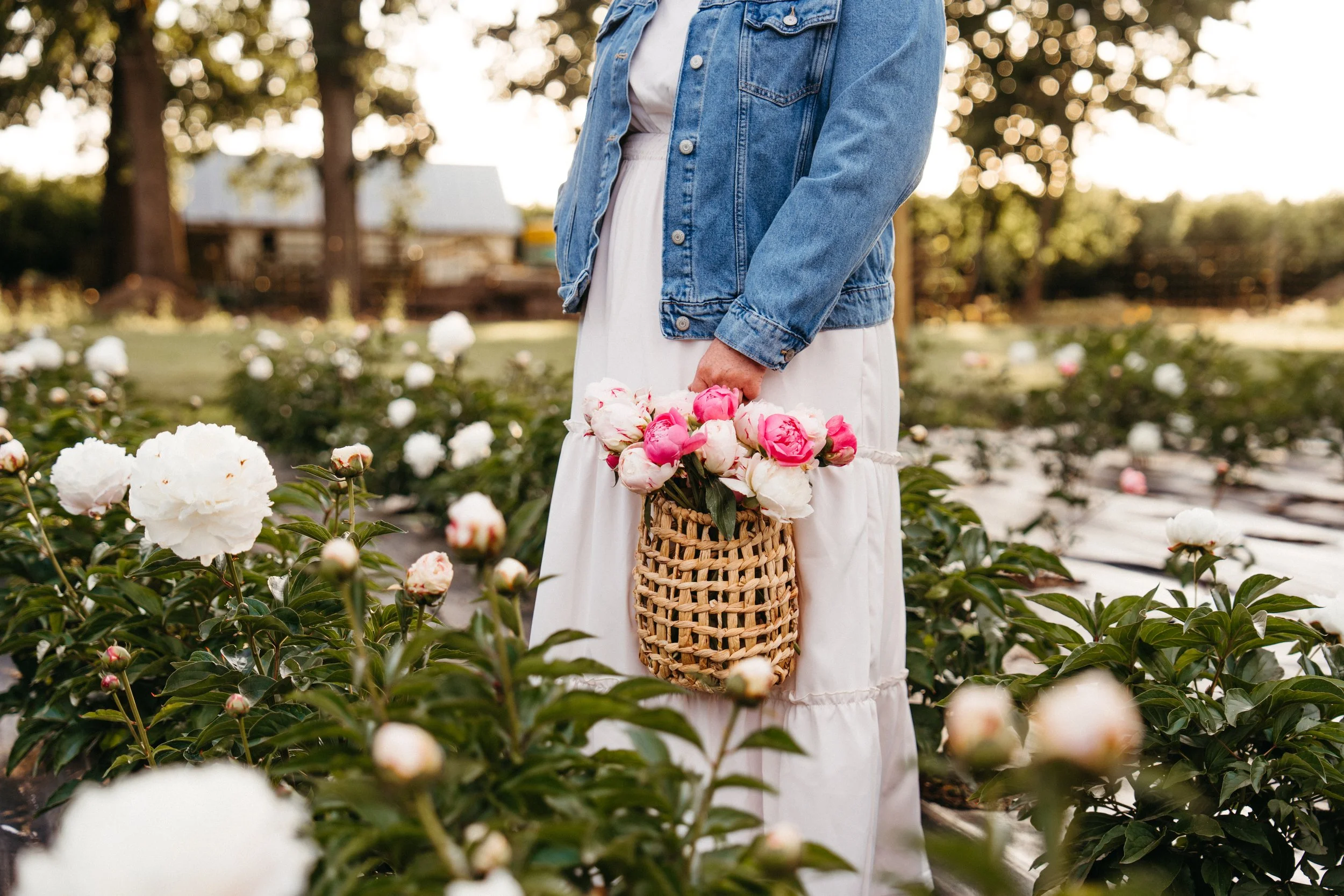 Person wearing a denim jacket and white dress holding a basket of pink and white peonies in a garden of blooming peonies.