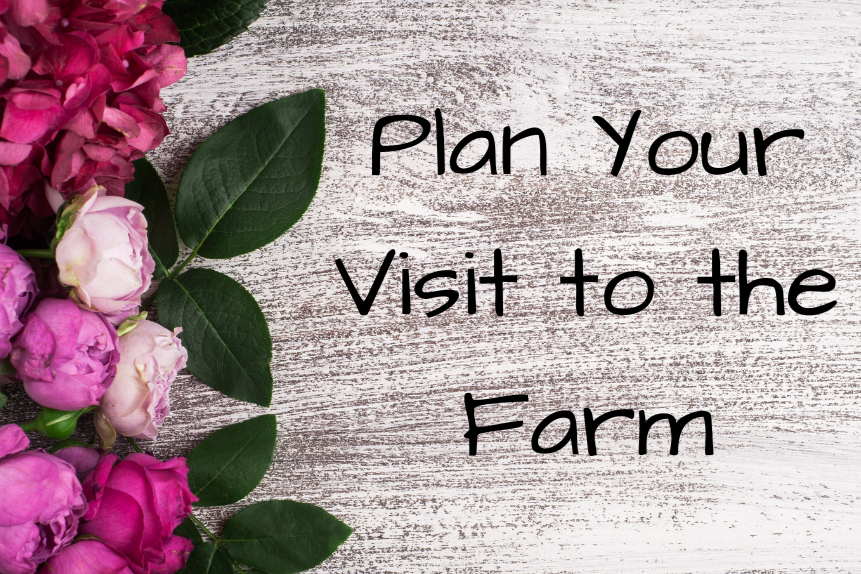 Flowers on a wooden surface with text saying "Plan Your Visit to the Farm".