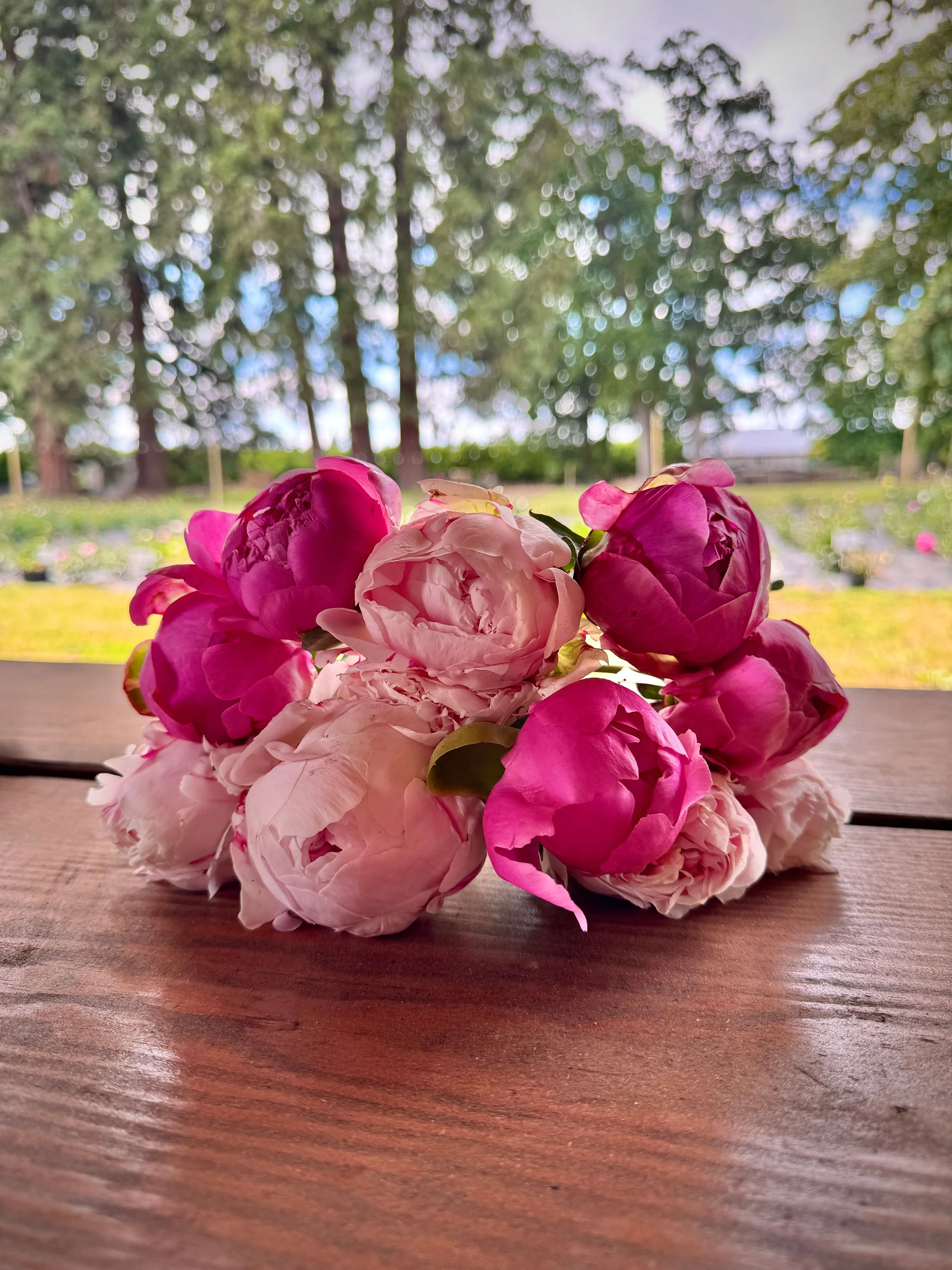 Close-up of pink and white peony flowers placed on a wooden surface with a blurred outdoor background of trees and sky.