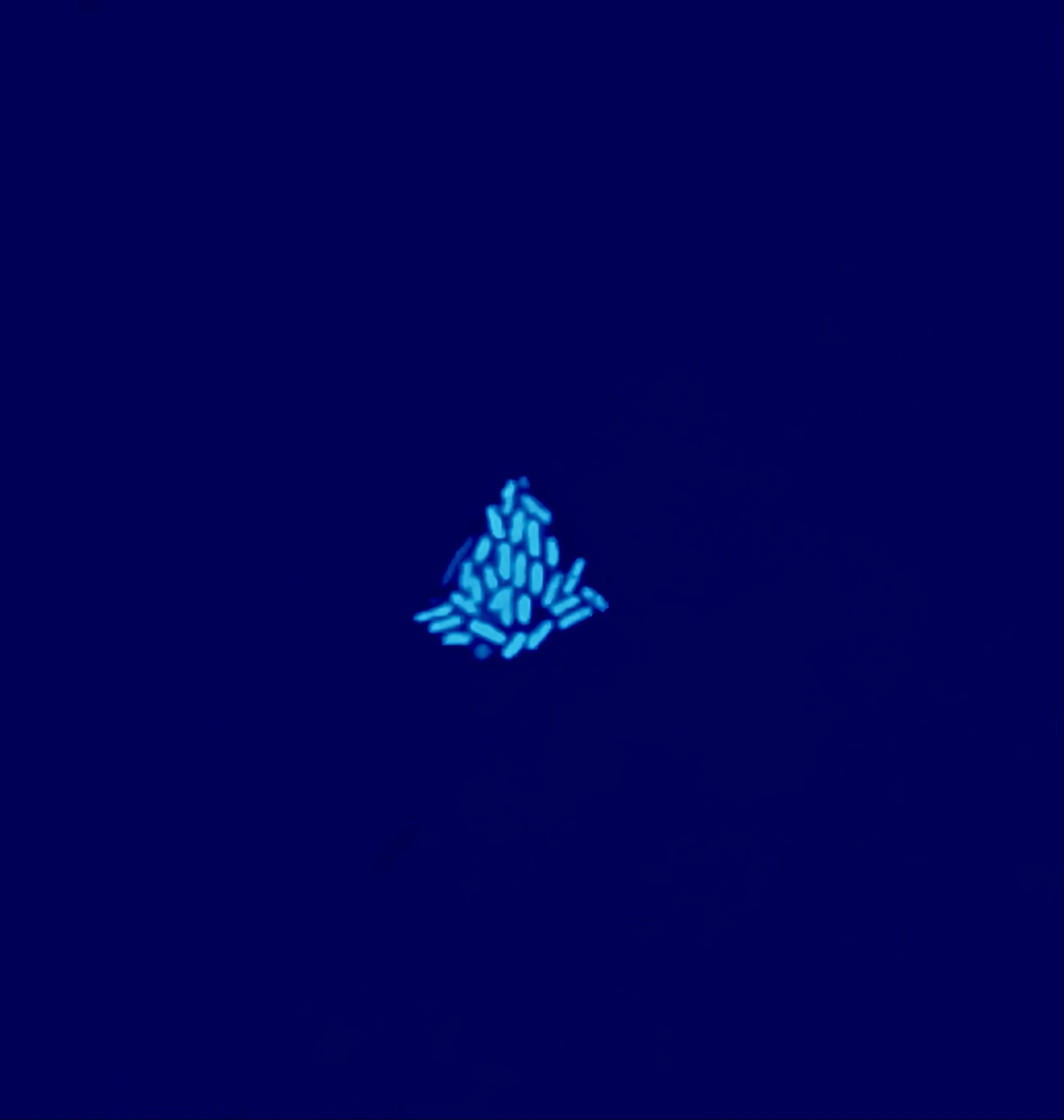 IMG_8834.jpeg