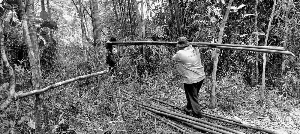 Bamboo harvesting from Puncak Borneo-3.jpg