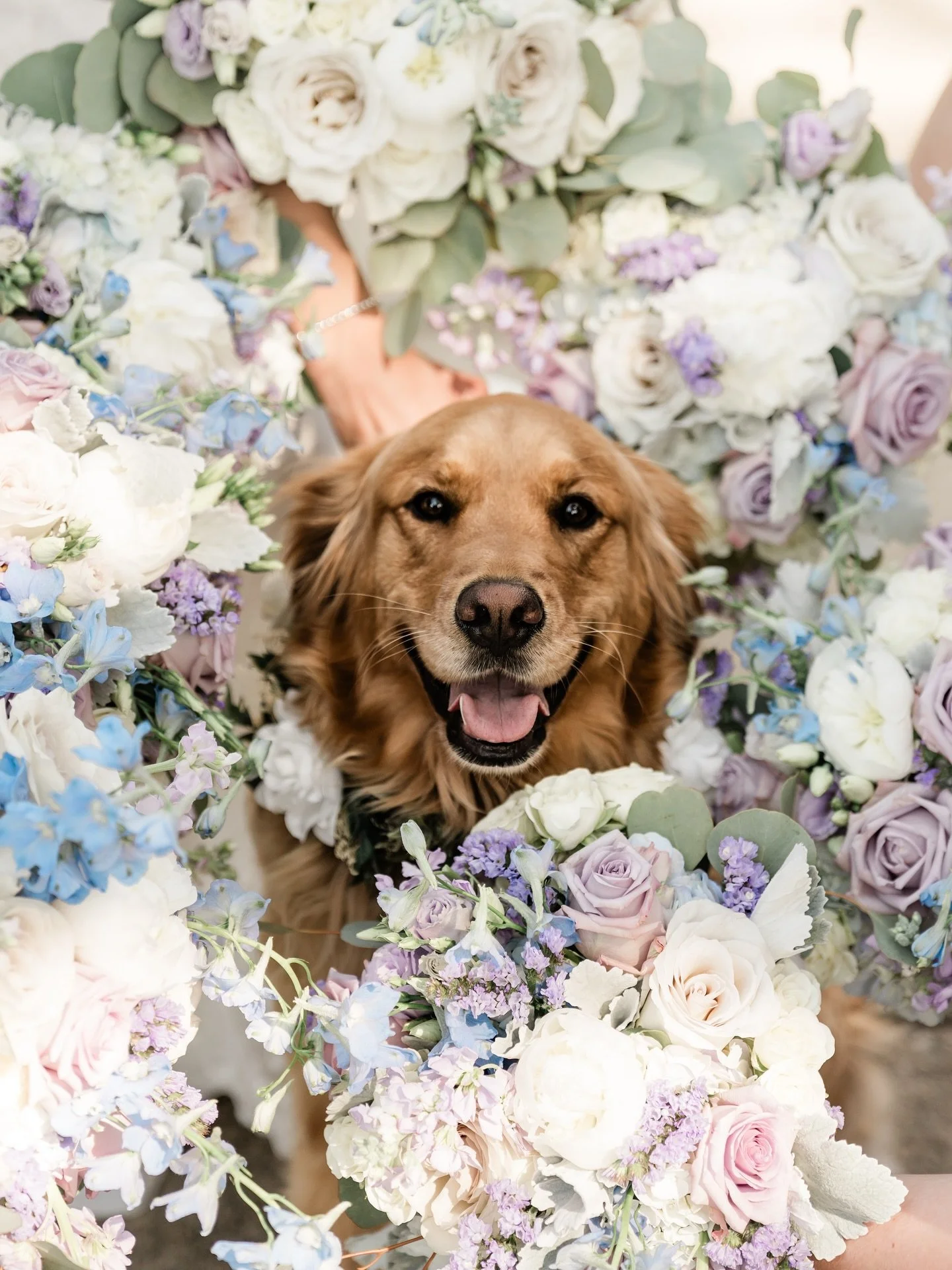 The one where Penny&rsquo;s parents got married 🤍

We LOVE a sweet pup bringing joy to your wedding day, but if the logistics don&rsquo;t work out &amp; your fur baby can&rsquo;t make it to the big day, here are some ways to incorporate them: 
🐶 a 