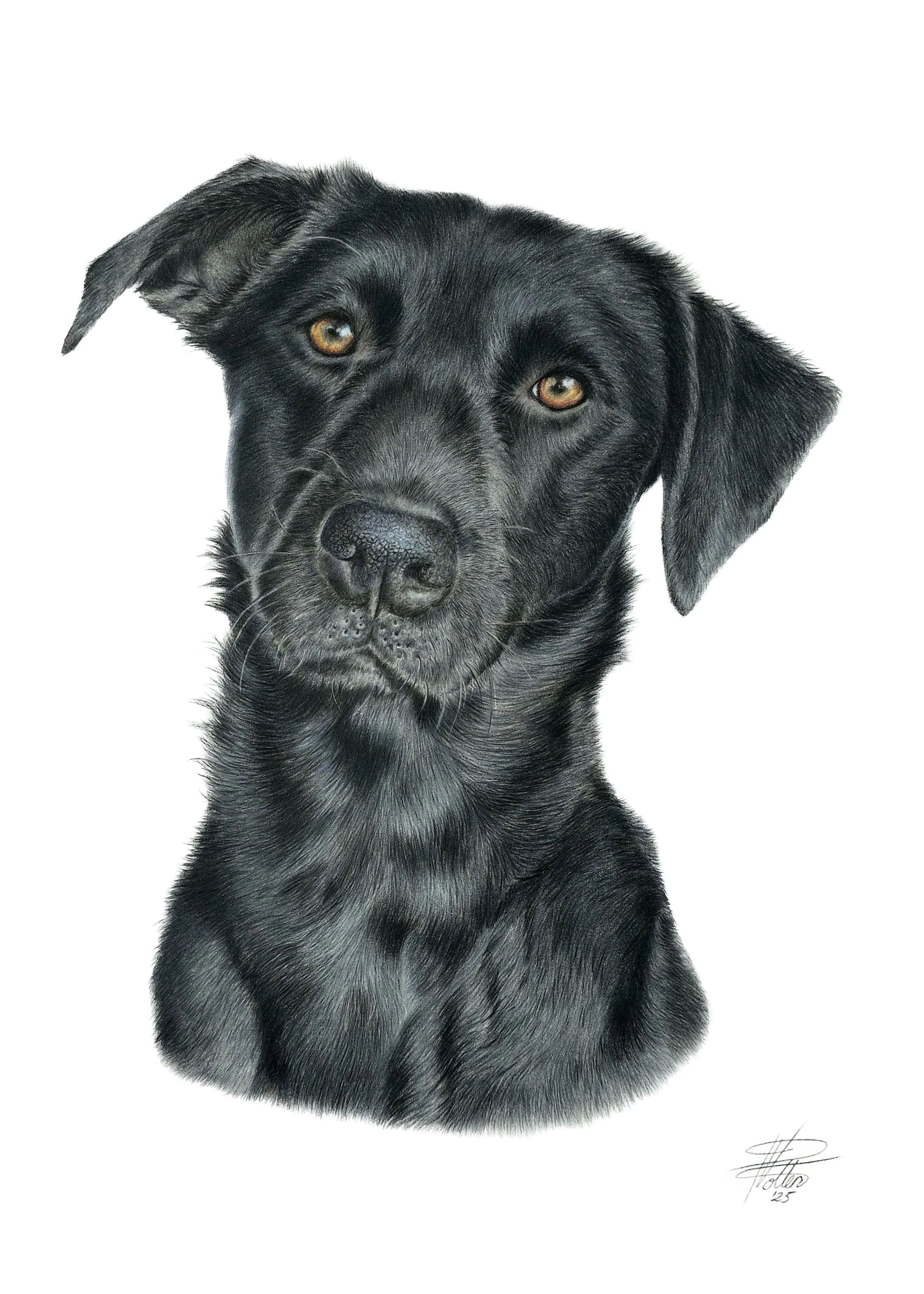 JPEG- Stealth- resized.jpg