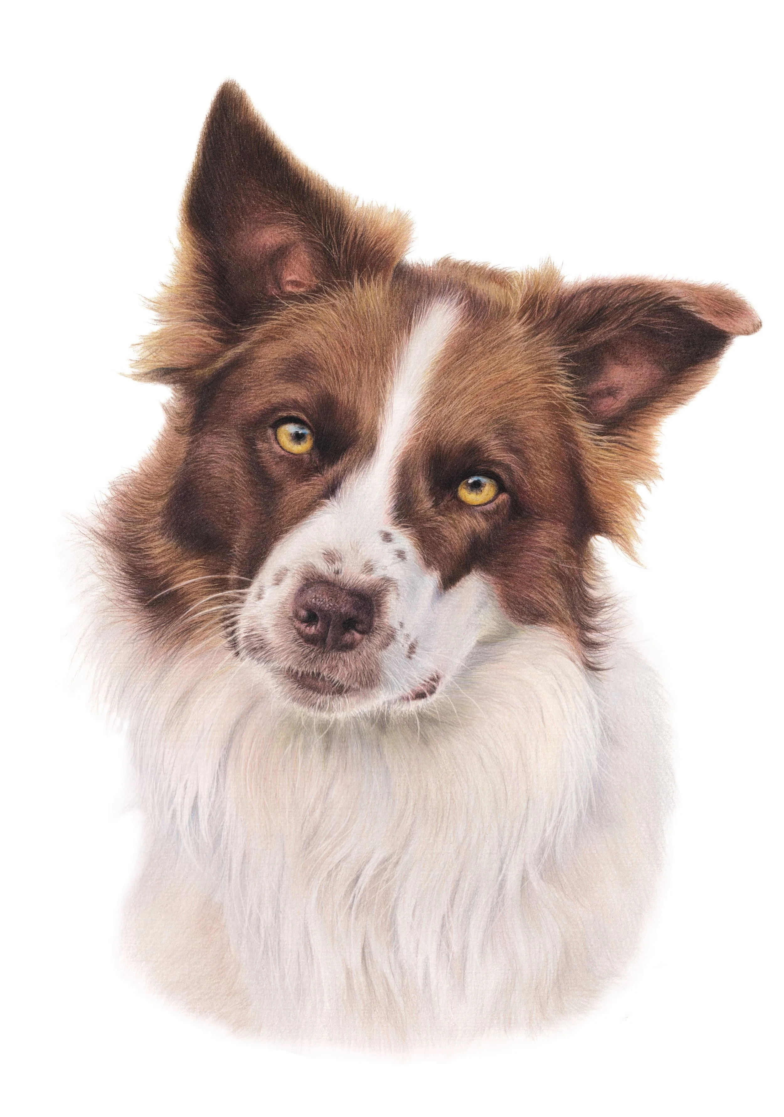 HINT JPEG no background no signature- Hint Brown Boardercollie5.jpg