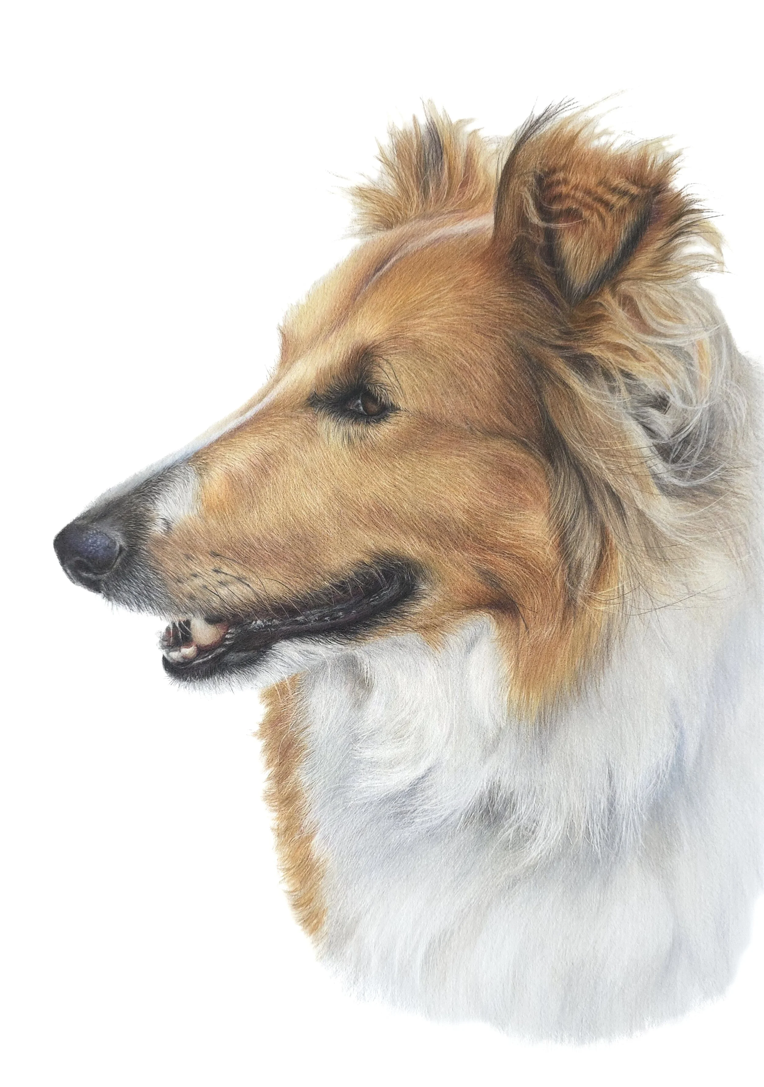 Ollie- JPEG no background2.jpg