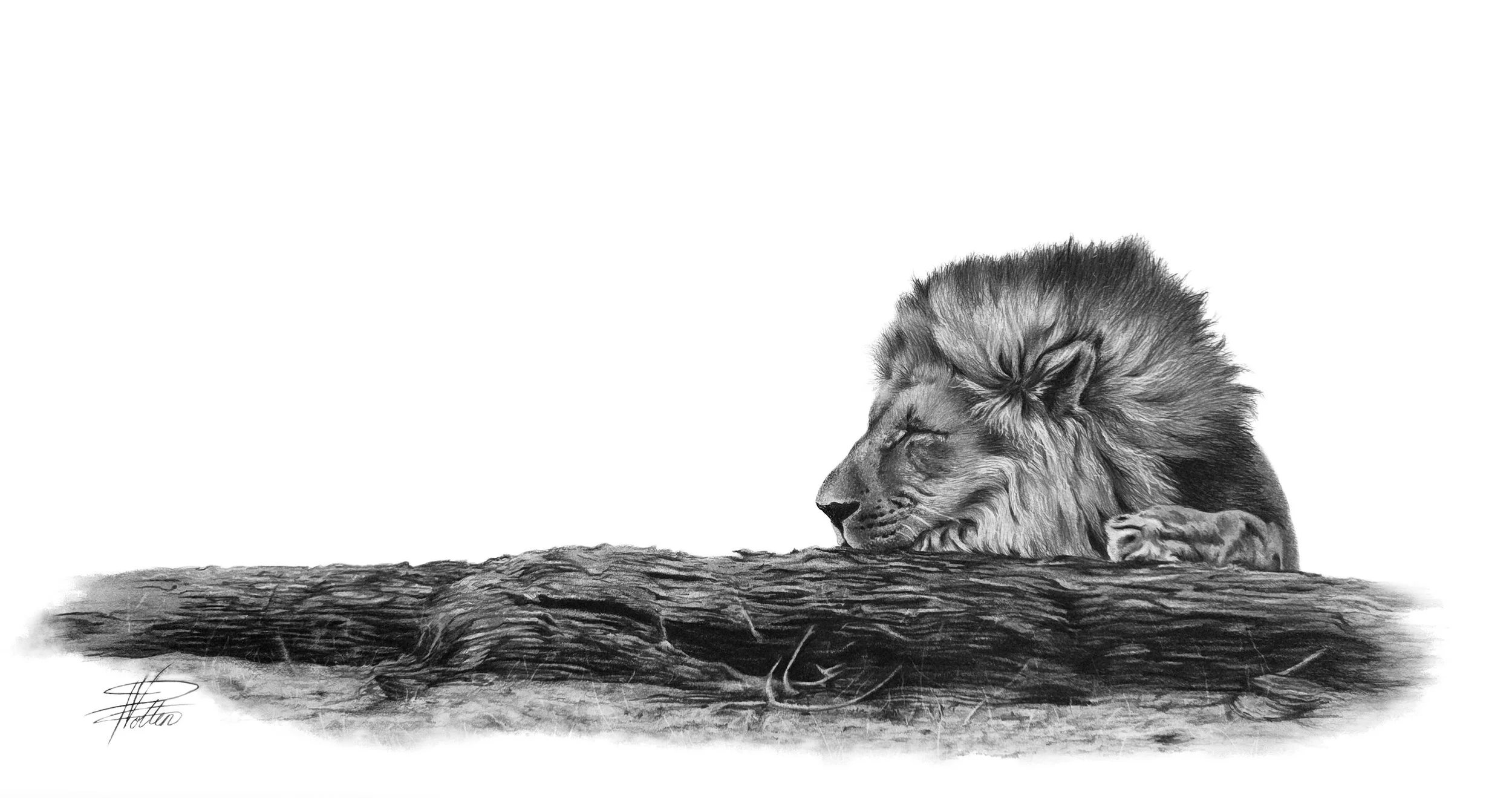 Royal Repose- Lion drawing- No background JPEG2.jpg
