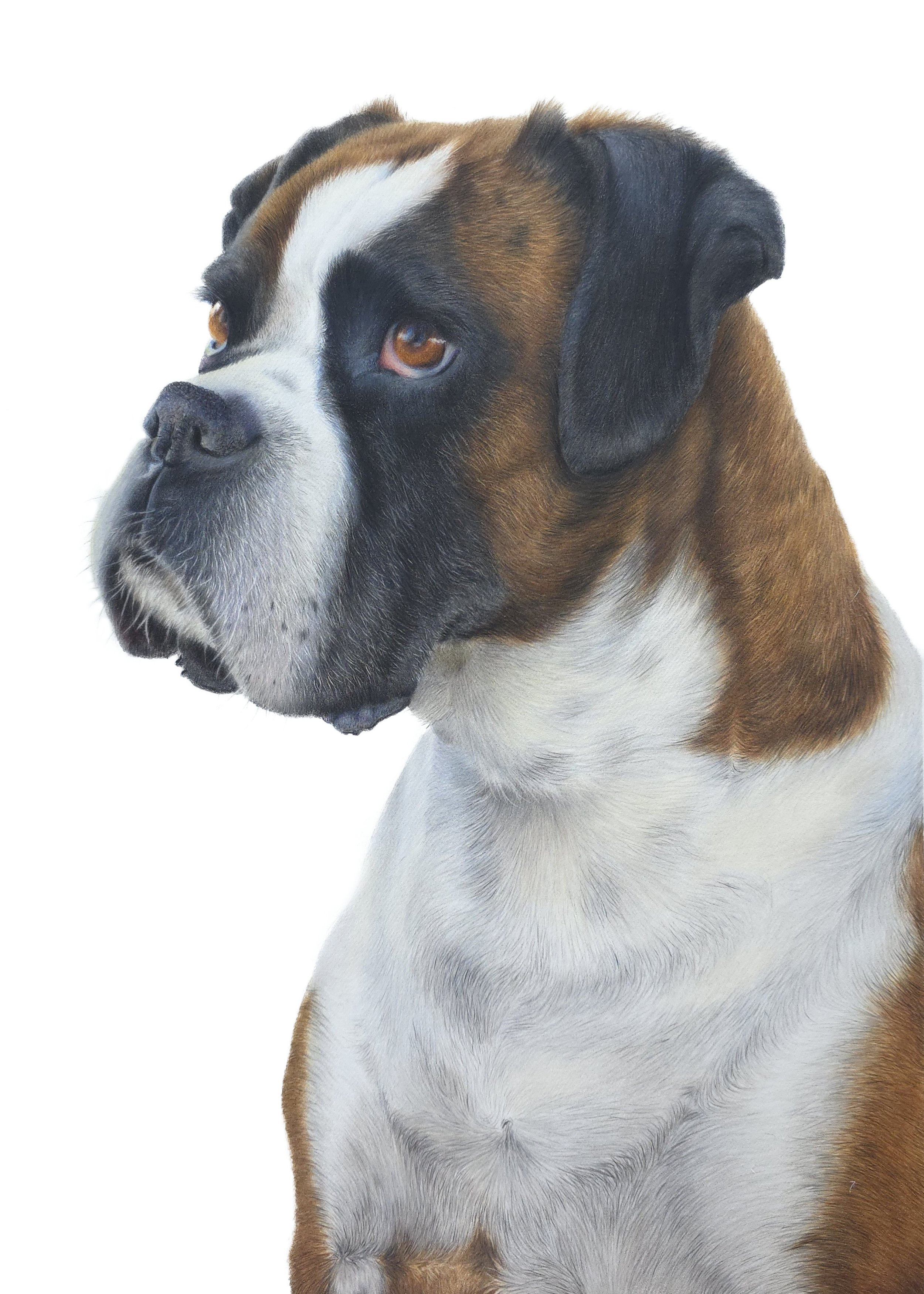 JPEG- Poppy Boxer- resized white background.jpg