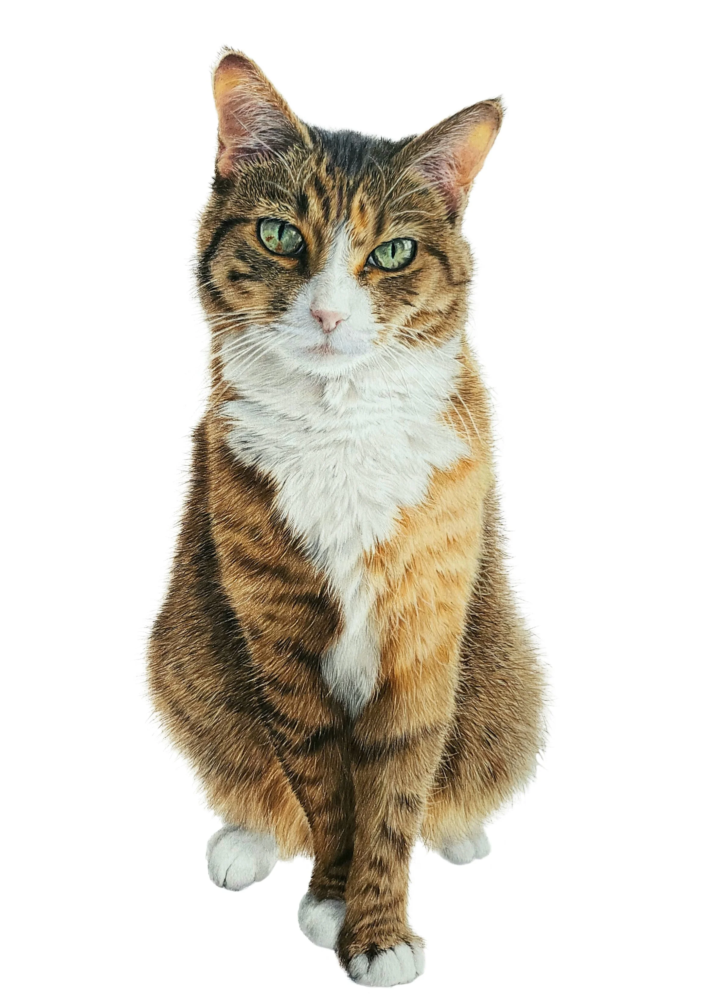 Maddie Cat- JPEG no background.jpg