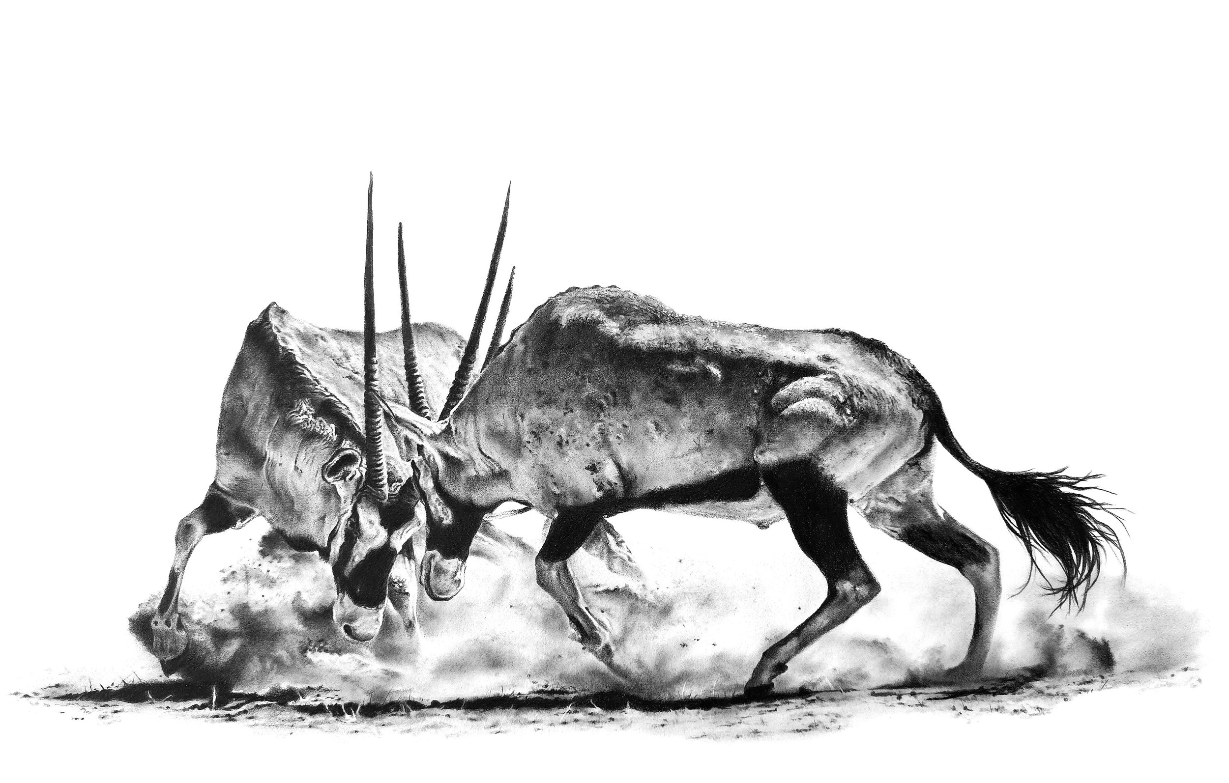 Desert Dual- Oryx drawing- JPEG adjusted.jpg
