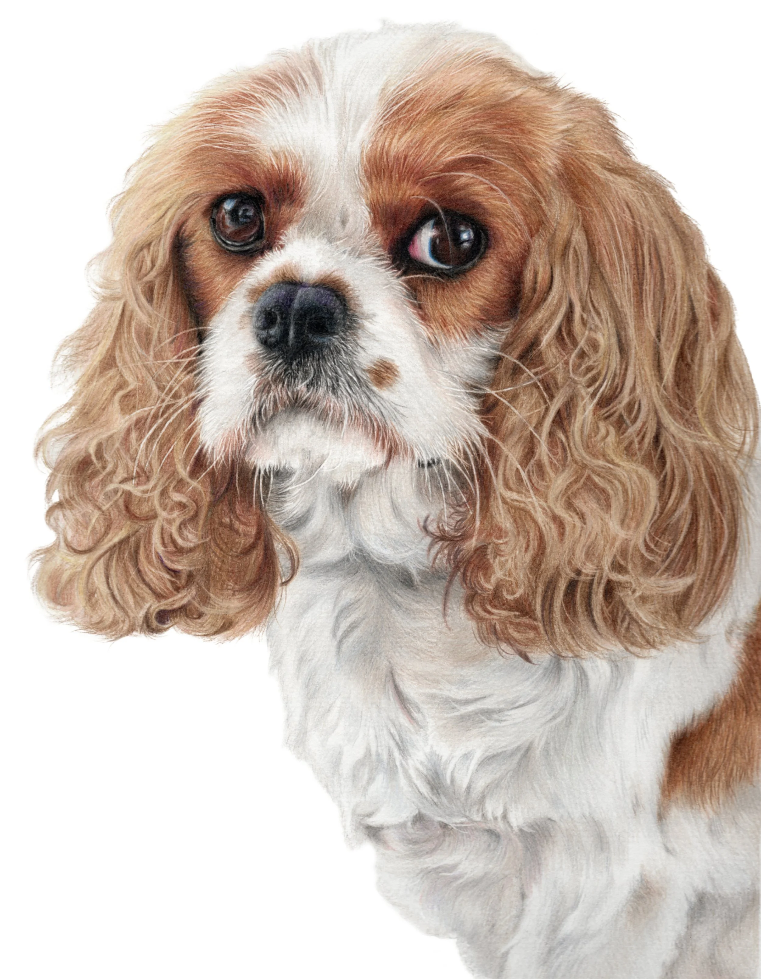 Lulu-JPEG no background.jpg