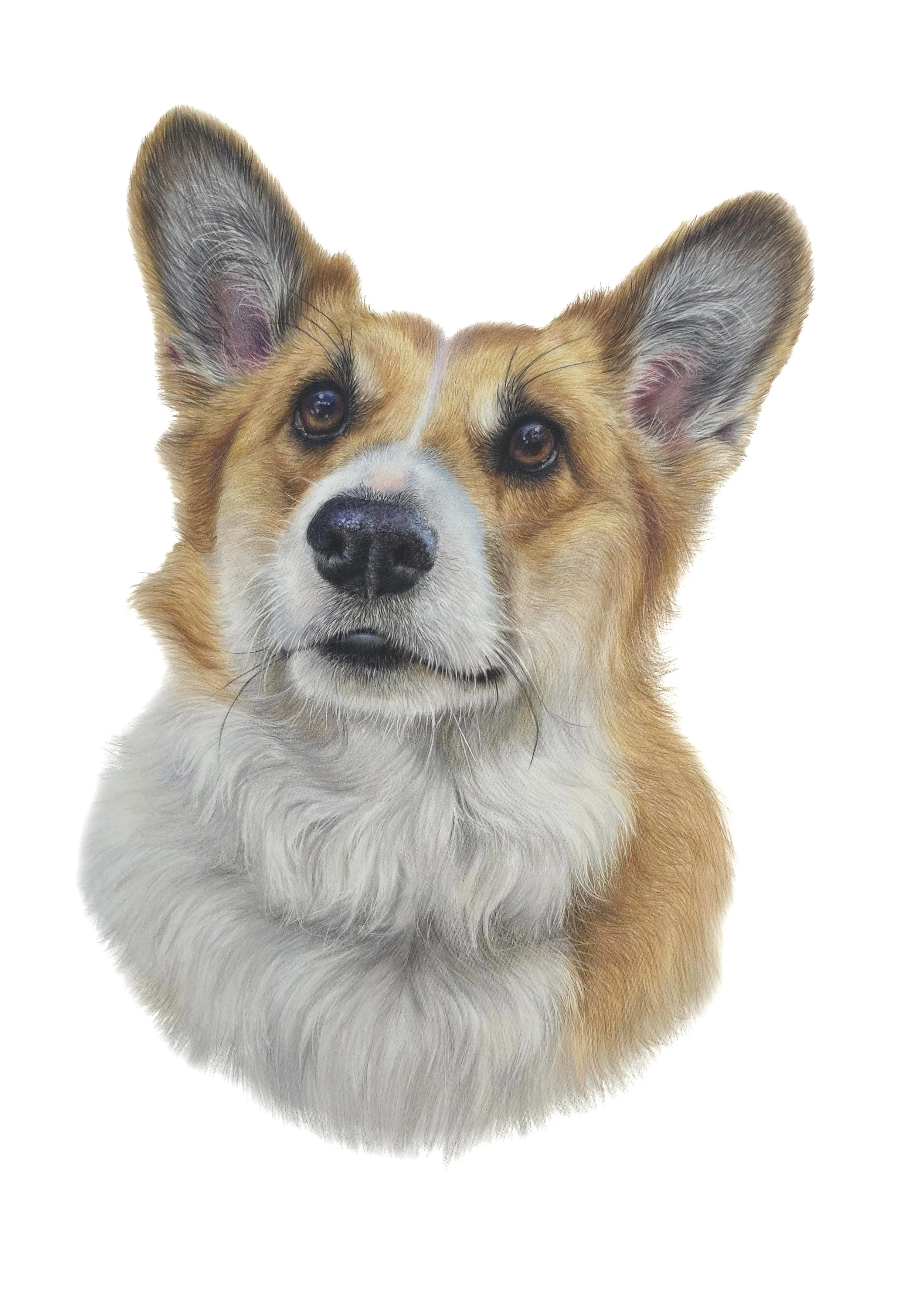 Milly- JPEG no background size changed colour changed.jpg