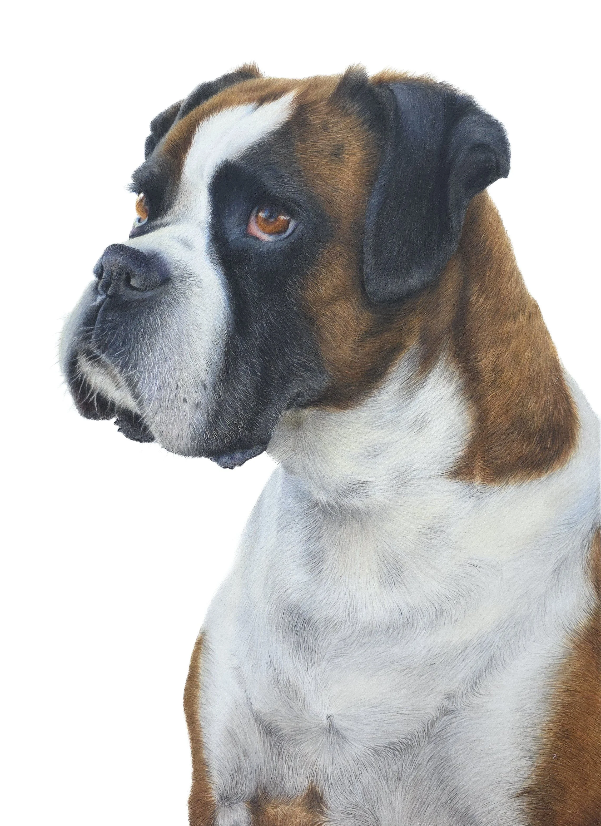 JPEG- Poppy Boxer- original white background2.jpg