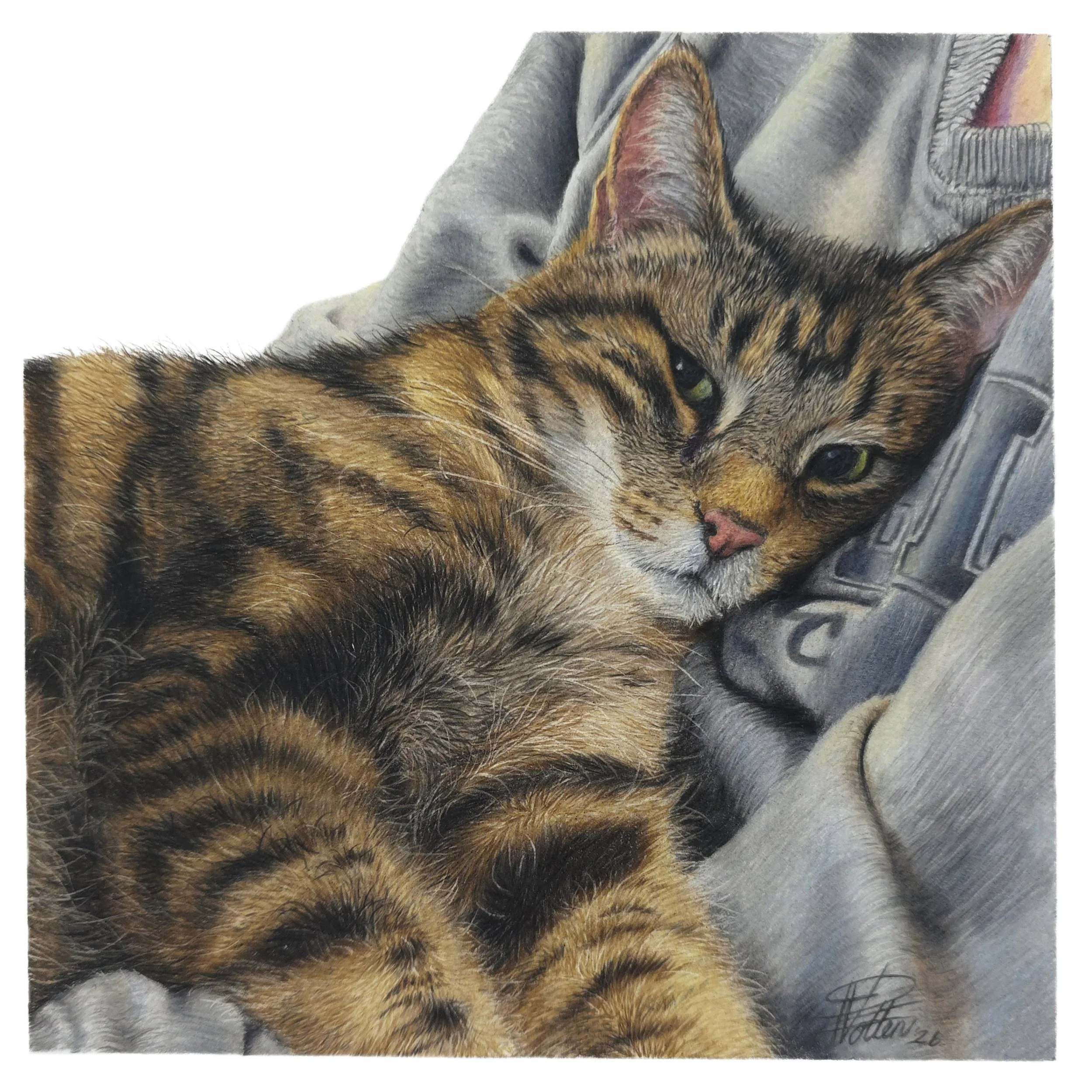JPEG - Nigel cat Resized.jpg
