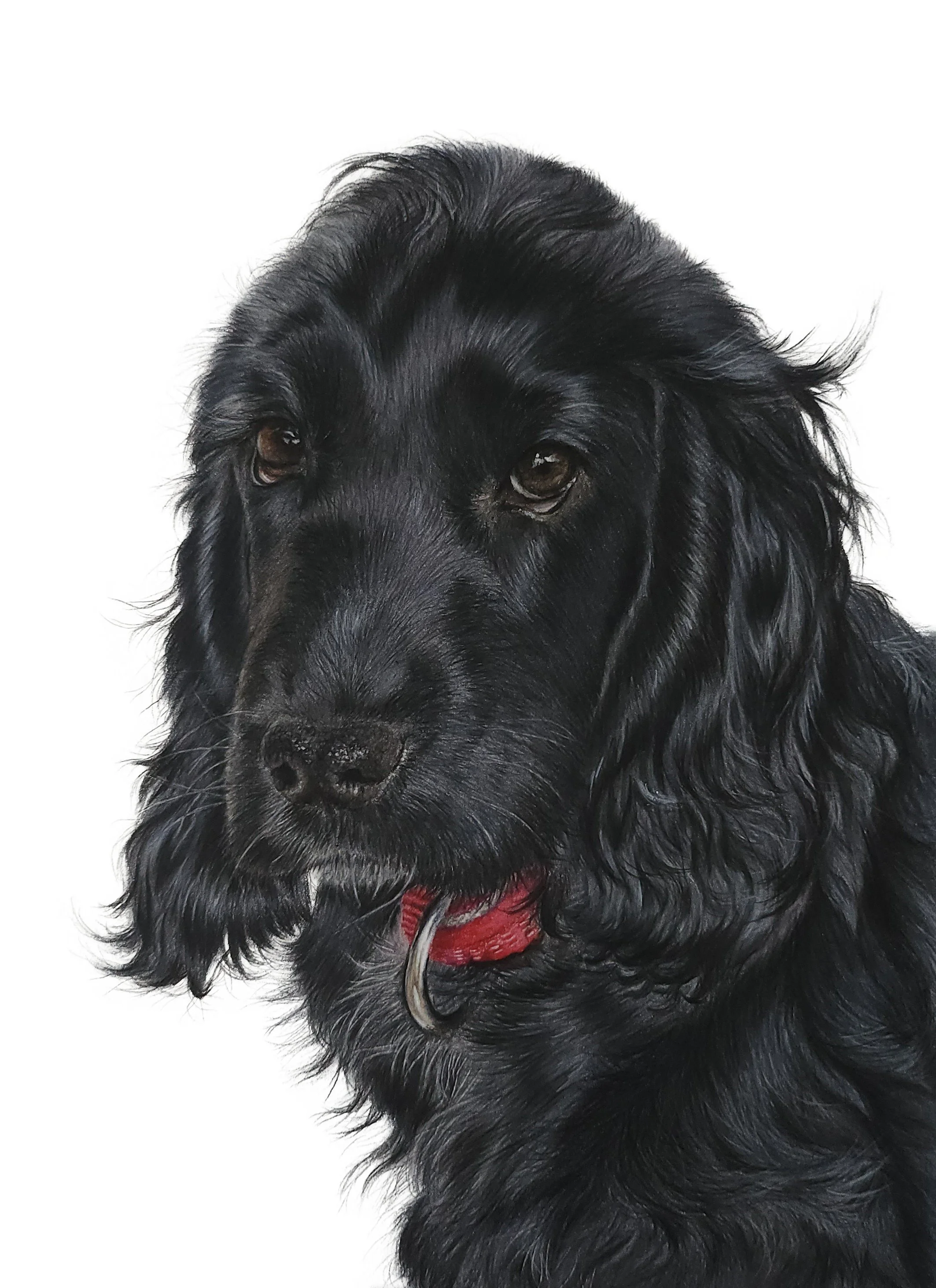Bella JPEG1.jpg