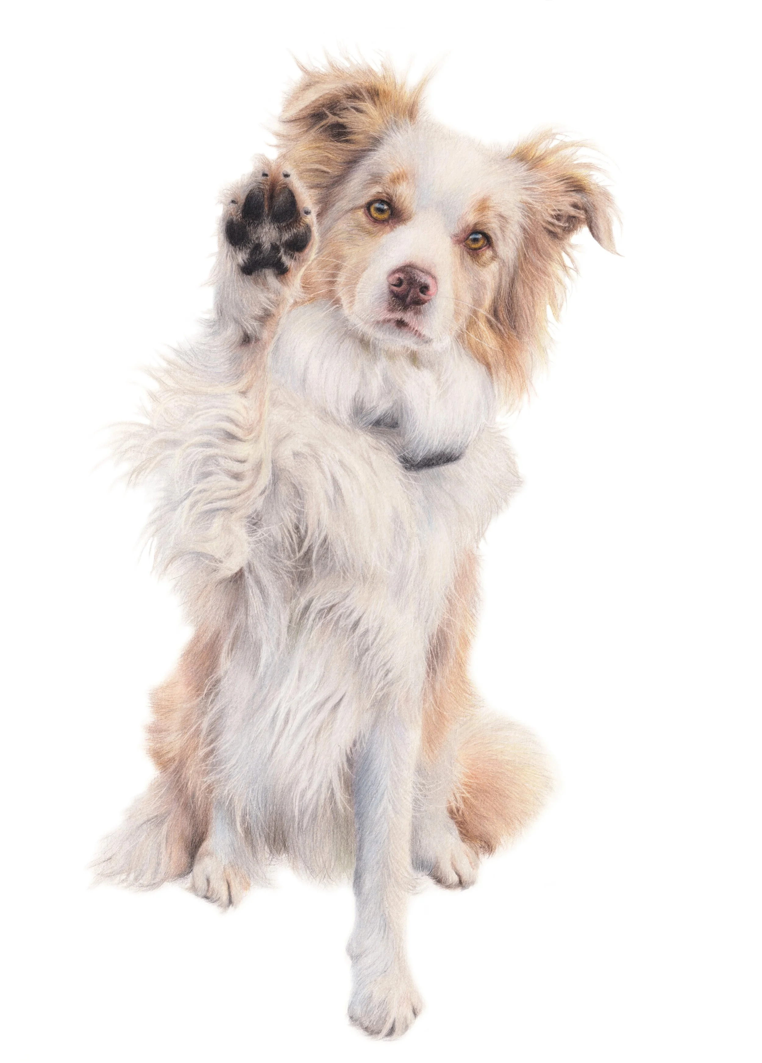 Jake Collie-JPEG no background3.jpg