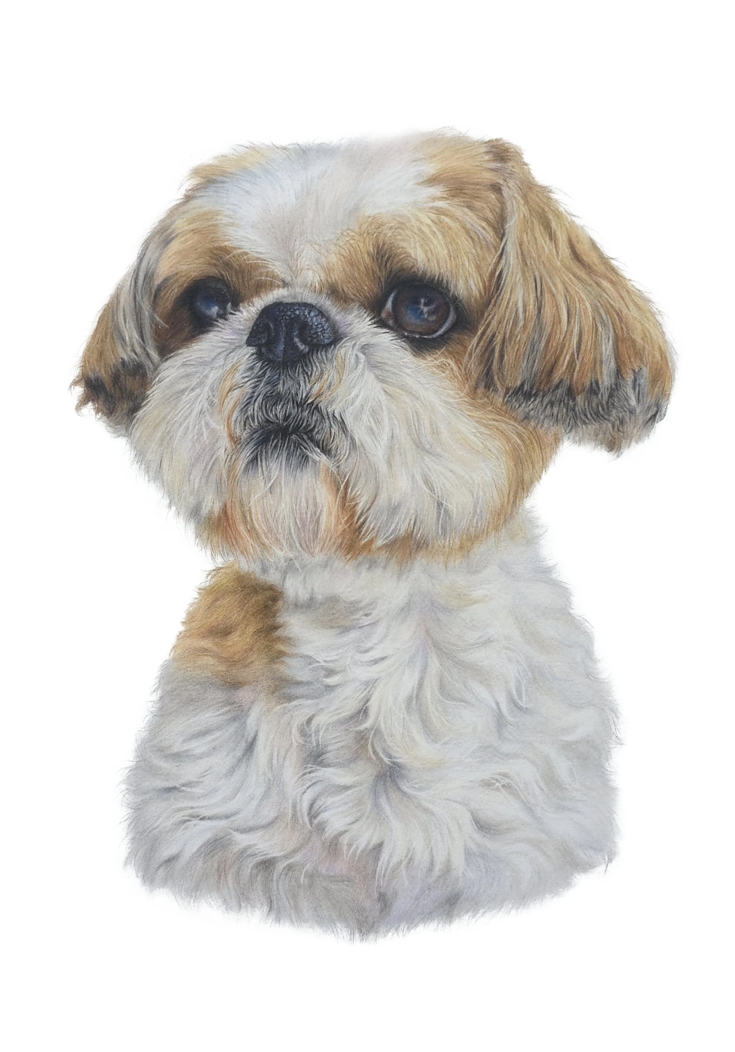 JPEG- Diesel shih tzu resized no background.jpg
