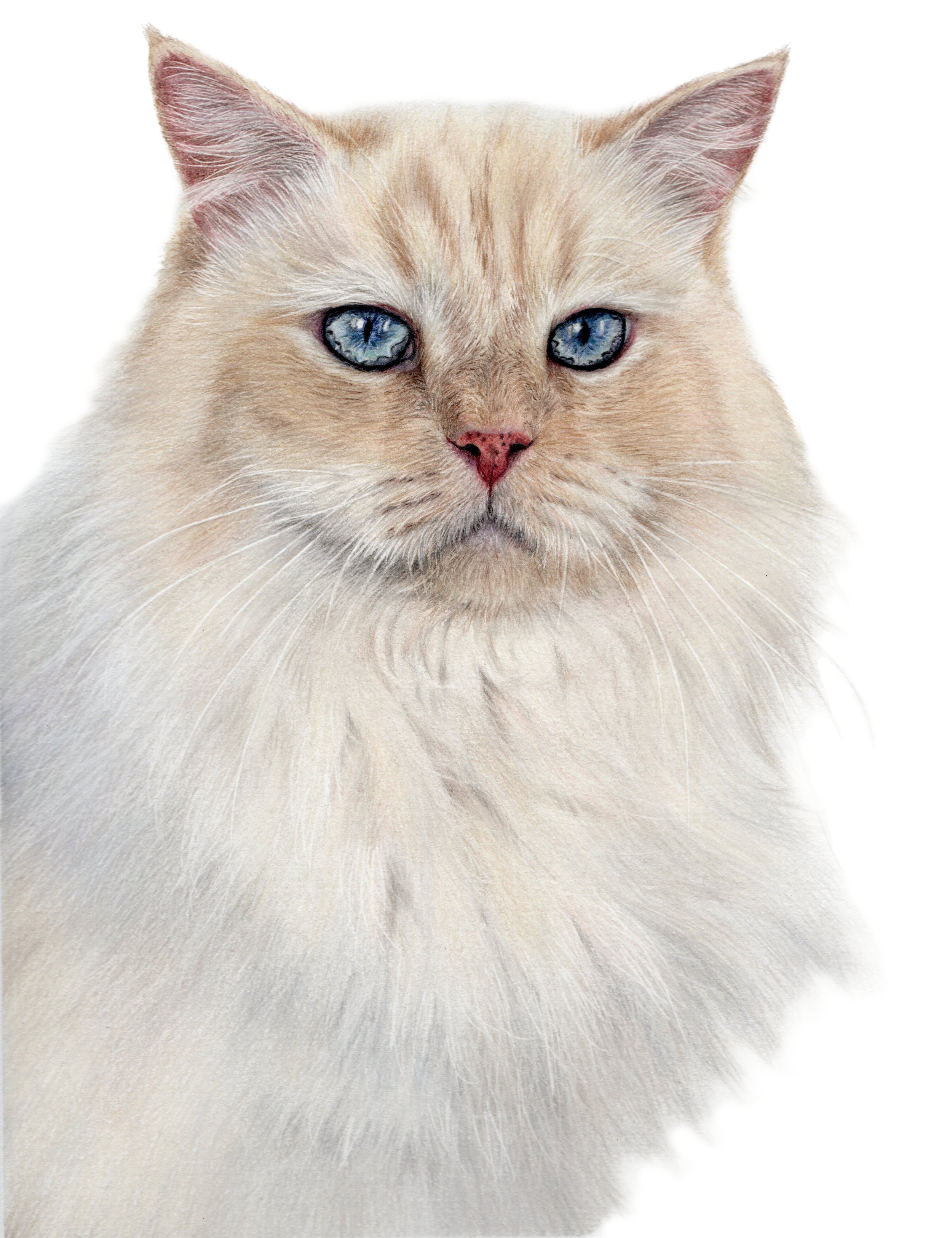 Wilson- JPEG-RGB no background.jpg