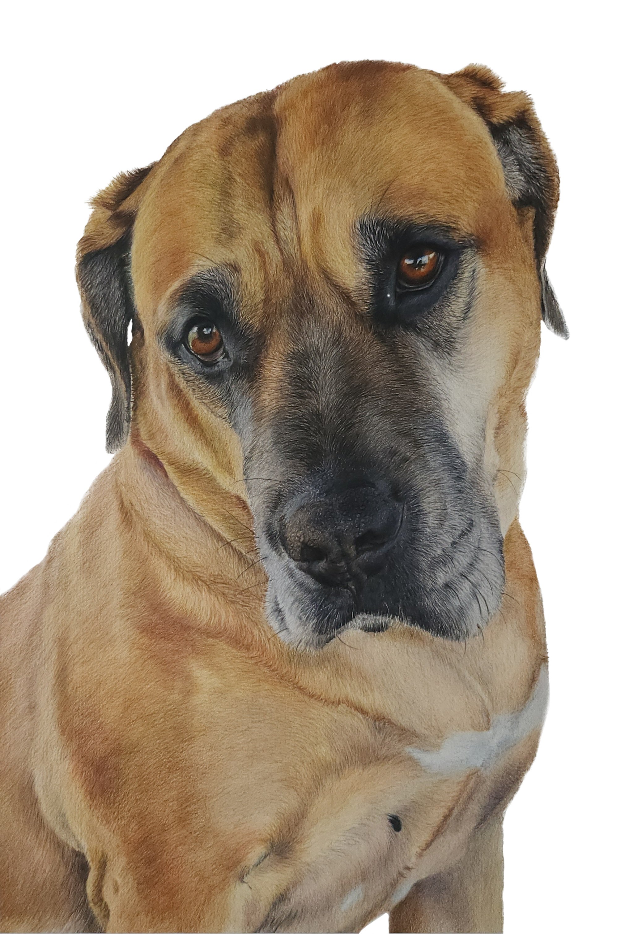JAKE- JPEG -no background.jpg