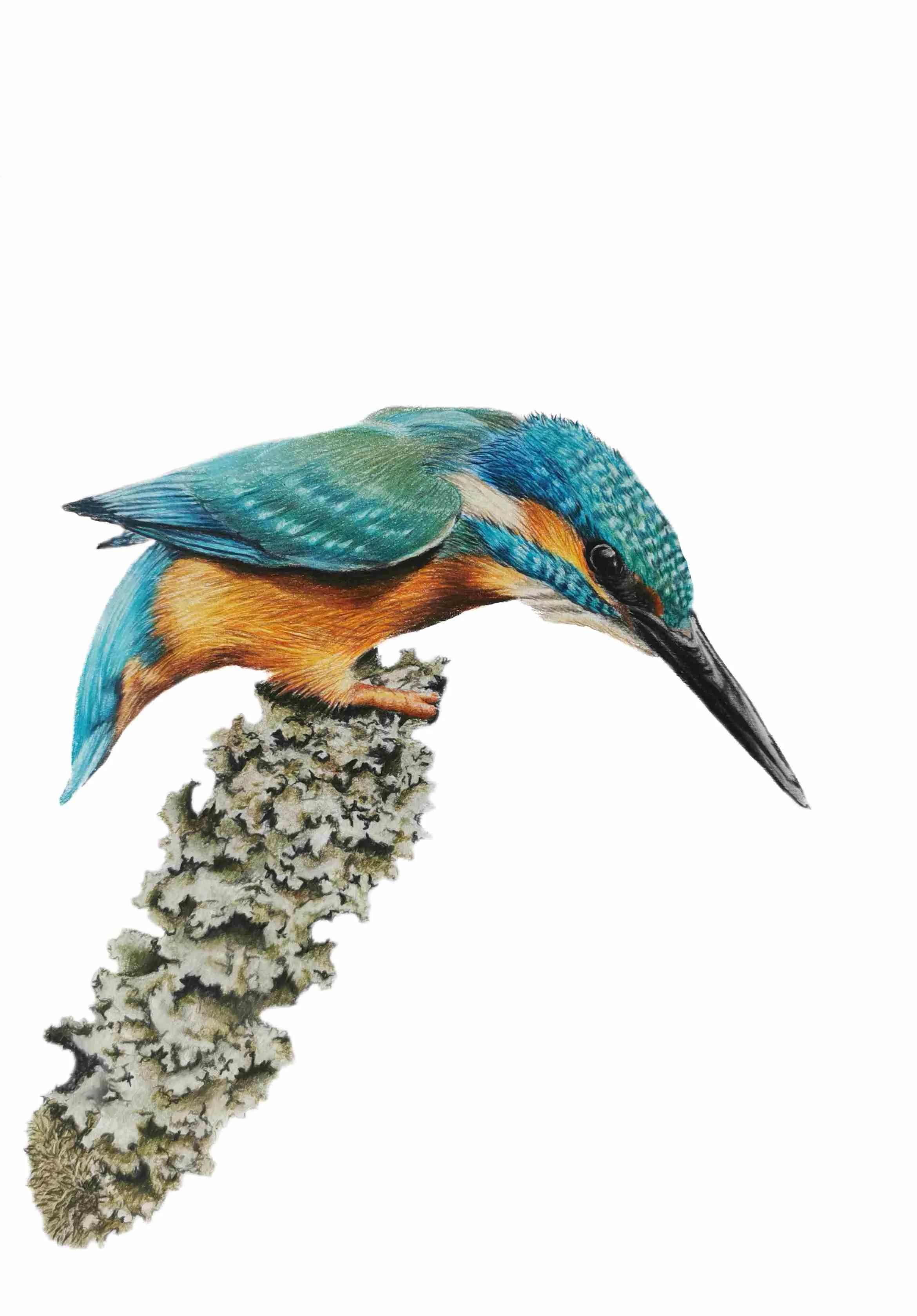 Kingisher1- JPEG no background.jpg