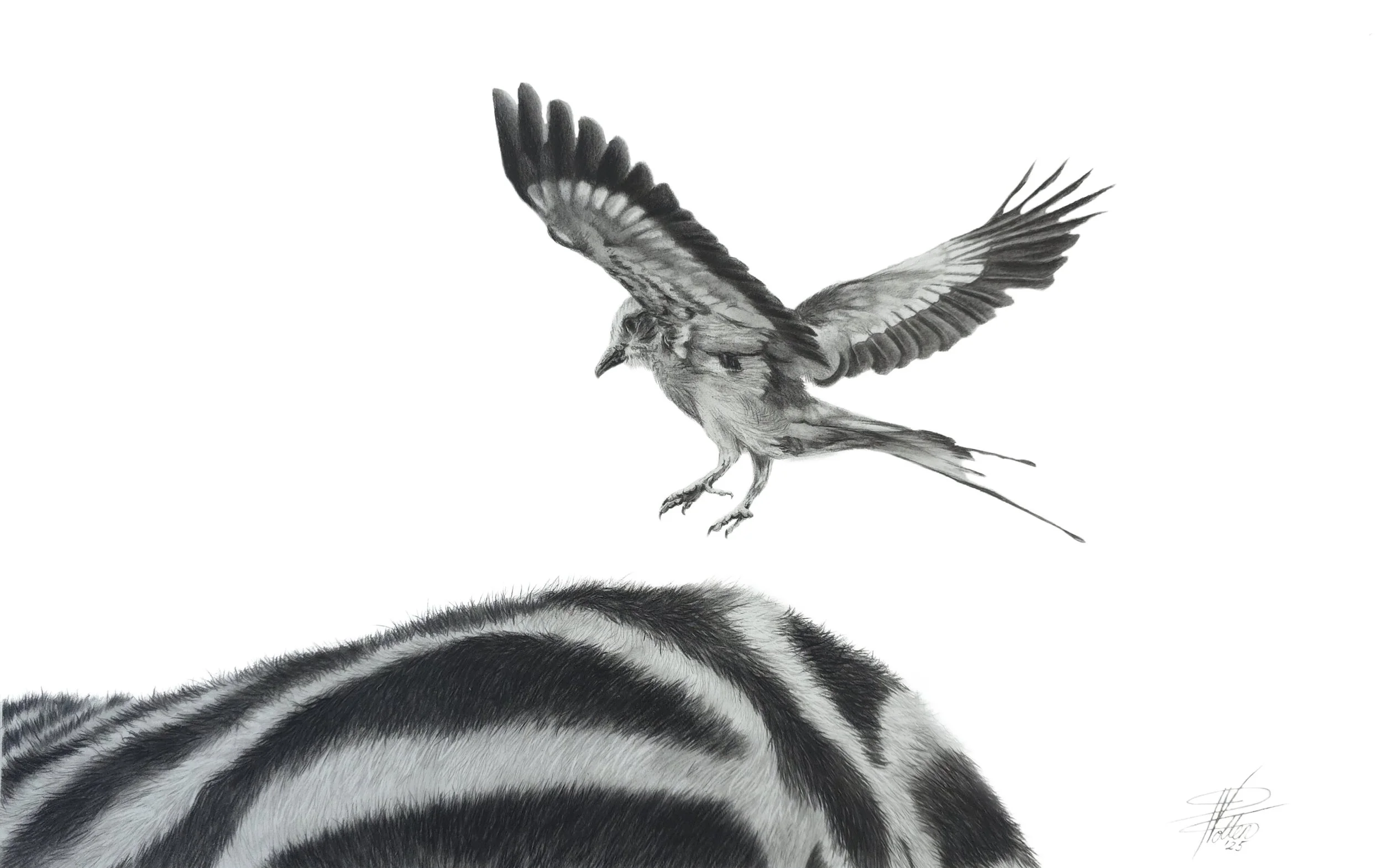 Zebra drawing- The Perfect Perch- JEPG no background.jpg