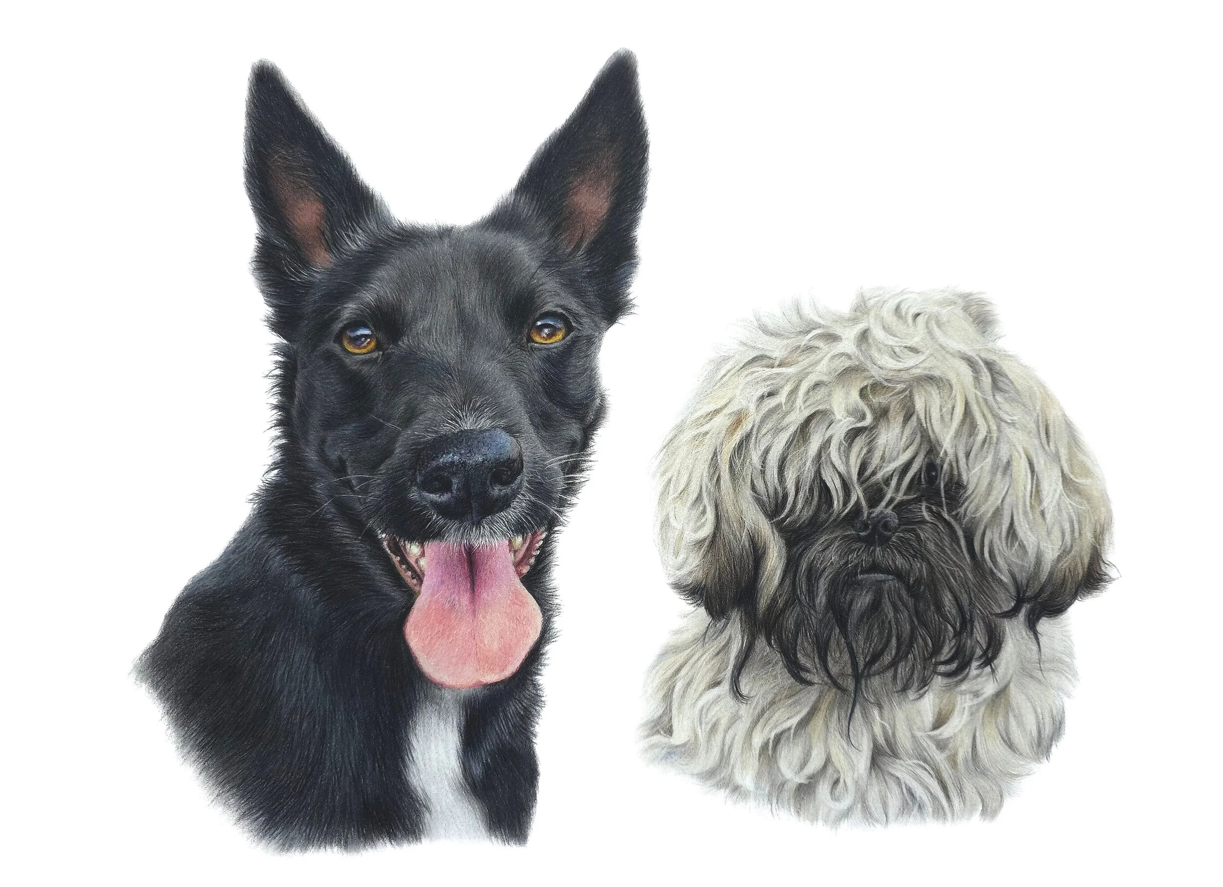 JPEG- Ollie & Milo- 2 original2.jpg