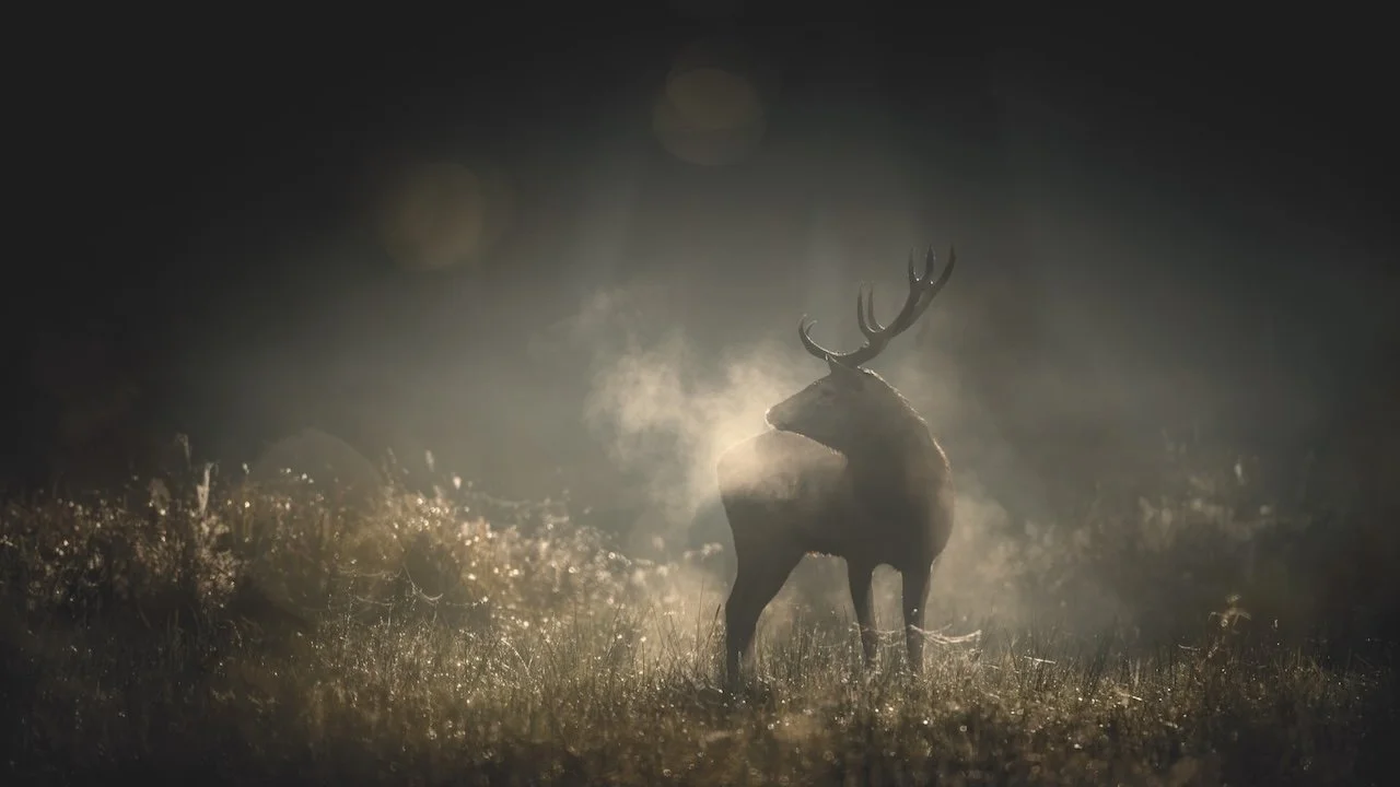 Whispers in the Woods: Vincent Munier’s Poetic Invitation to Listen to the Forest