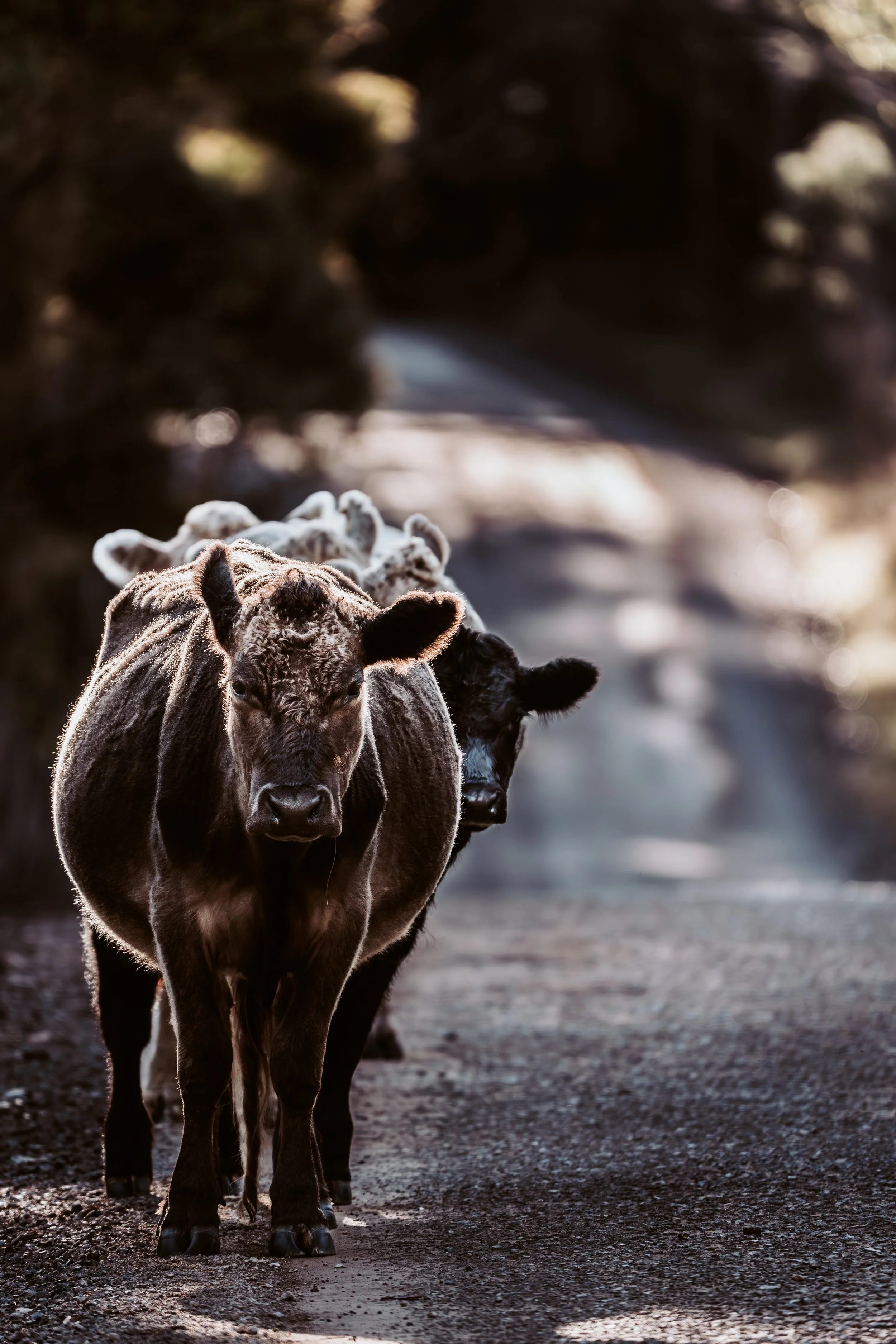'TILL THE COWS COME HOME.jpg