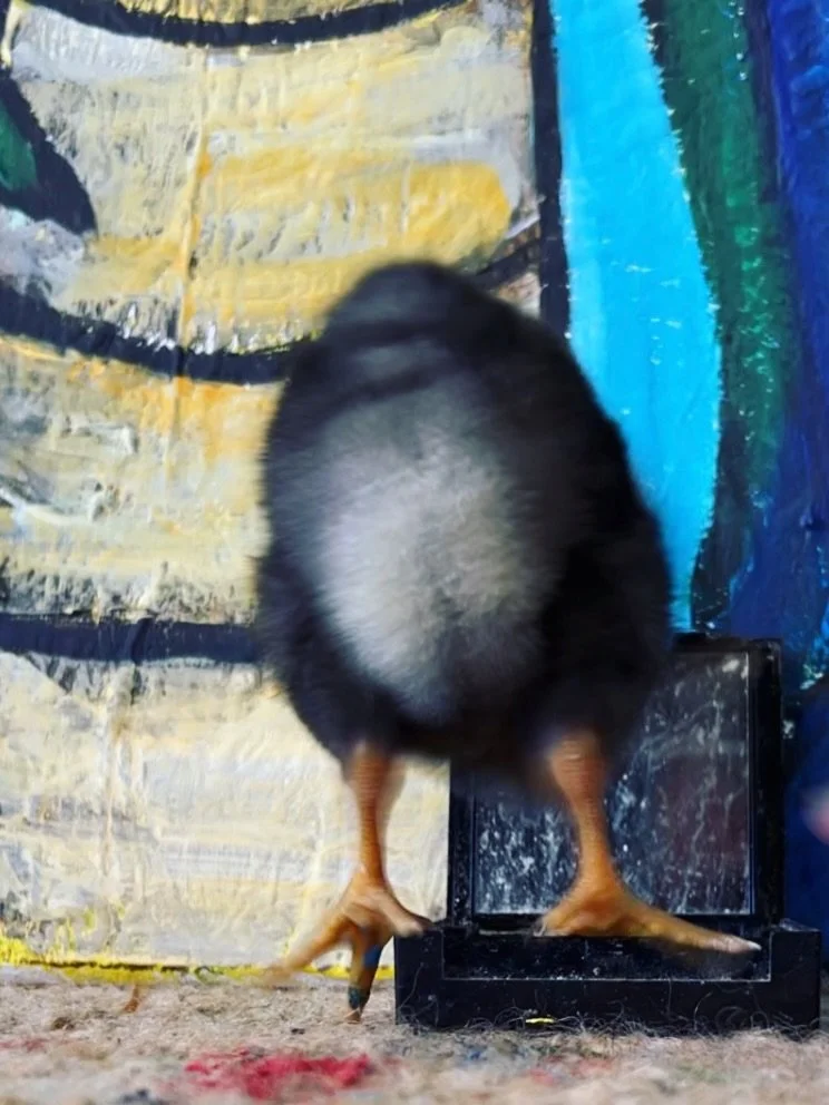 #artbeforedishes 
Fusspot the chicken is currently living in my studio. In order to paint in (relative) peace I let it free range.