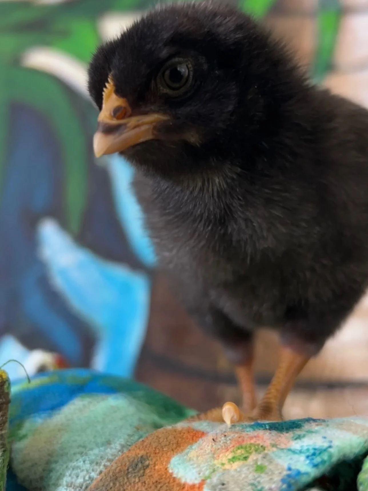 #artbeforedishes with FussPot the chick.