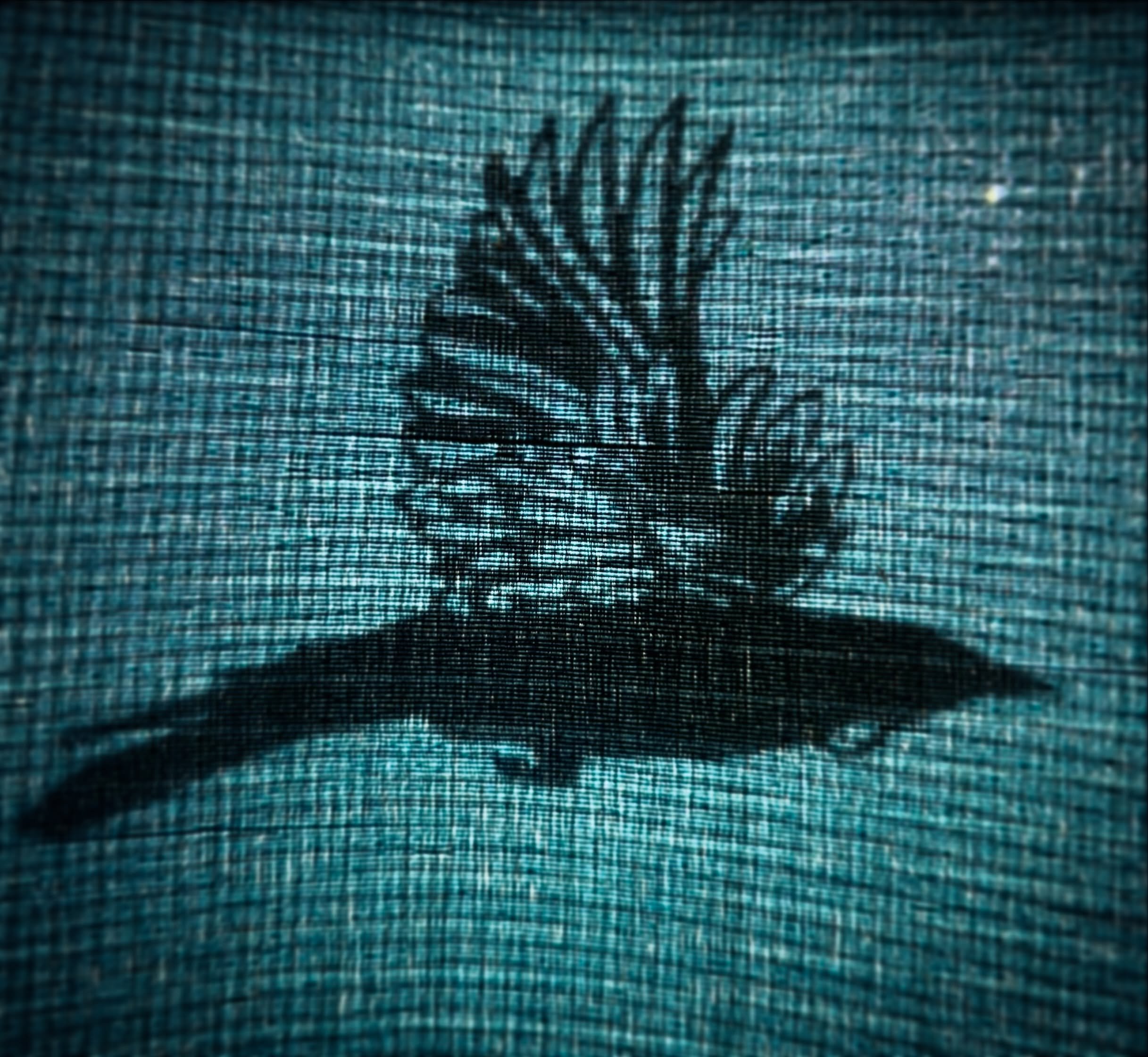 Early morning tui shadow.