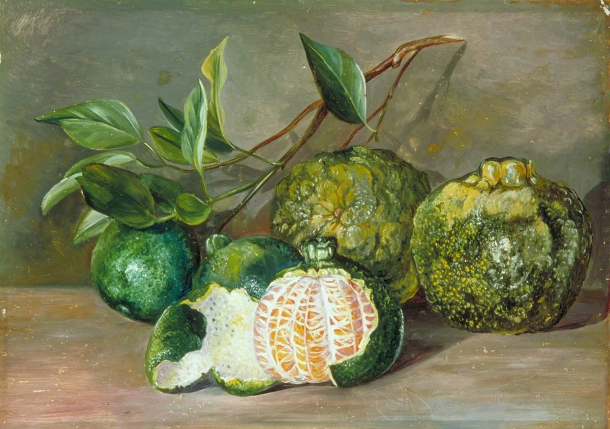 Marianne_North_(1830-1890)_-_Loose-Skinned_Orange_of_Colombo,_Ceylon_-_MN266_-_Marianne_North_Gallery.jpg