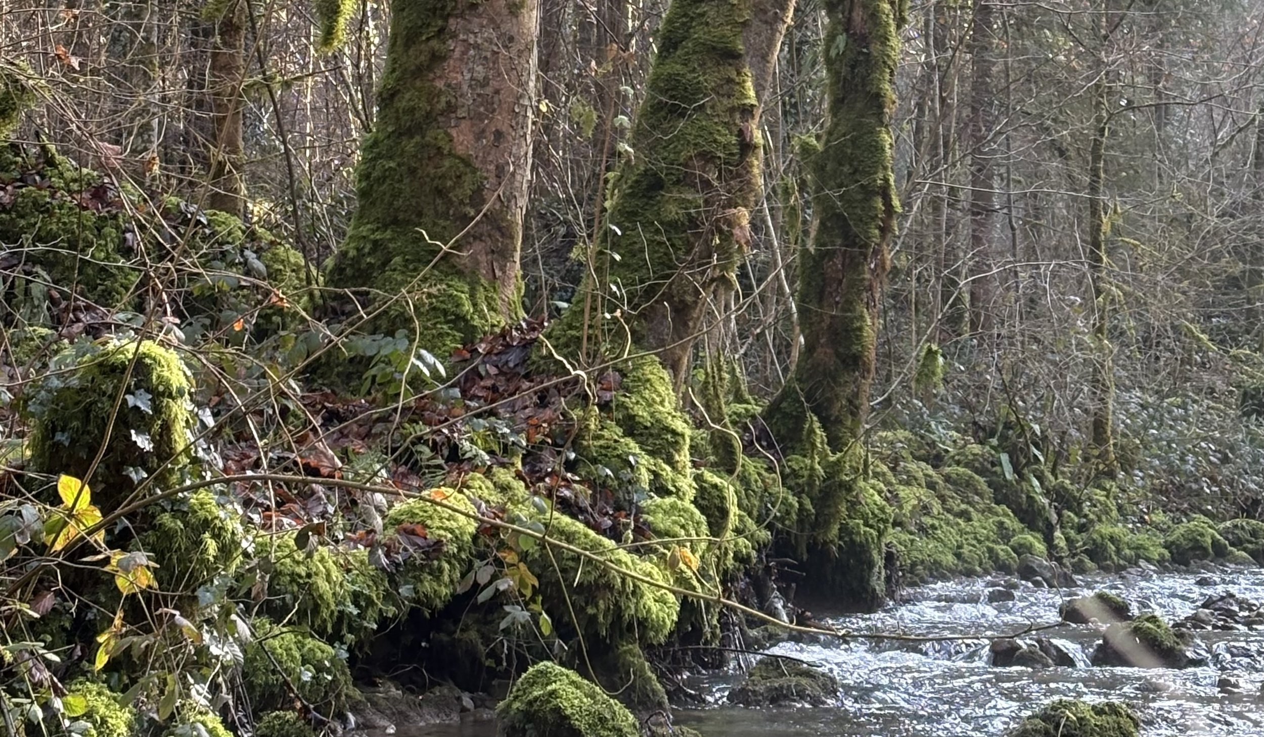 Continuum -  Connecting with nature and with yourself