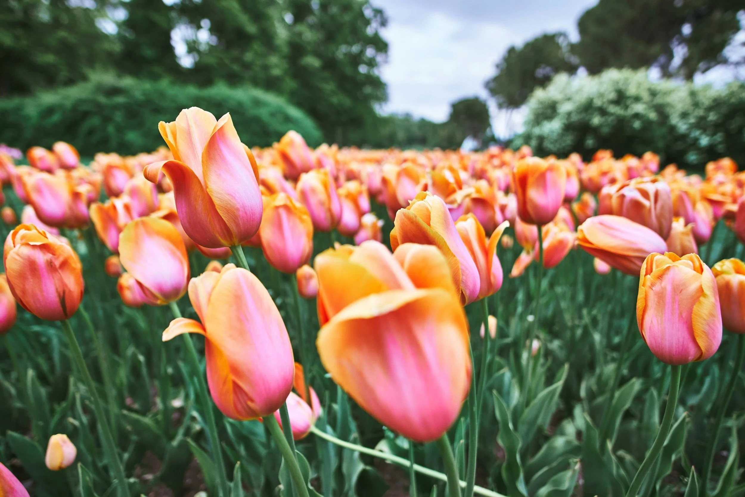 A vibrant field of pink and orange tulips with lush green leaves, set against a backdrop of trees and a partly cloudy sky.