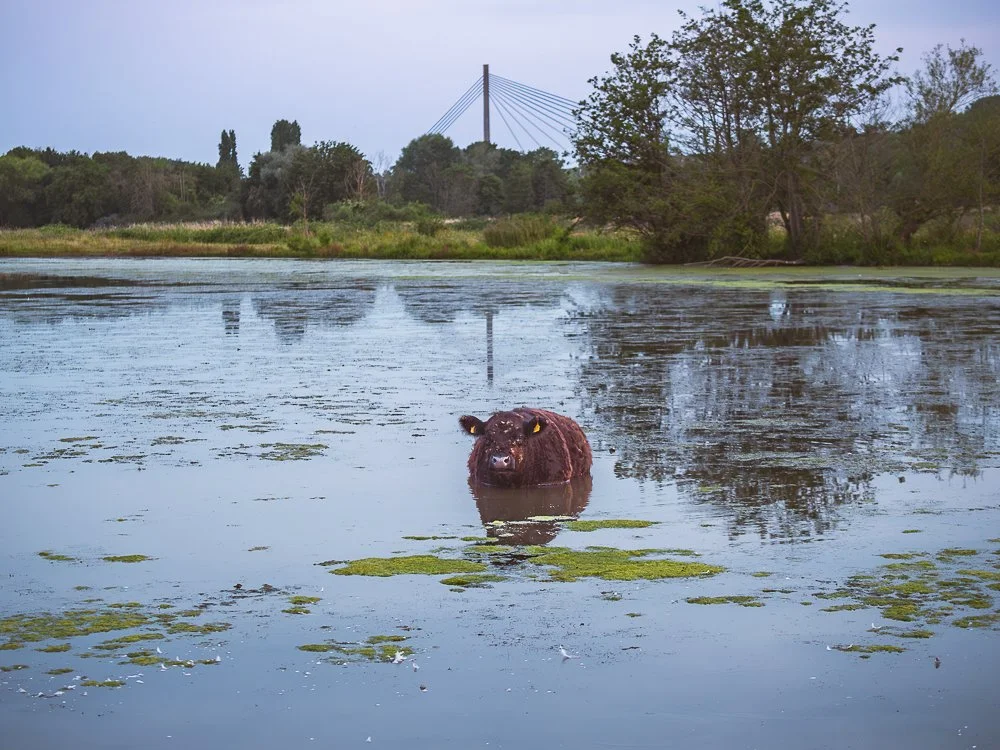 Niederlande  Eijden Naturschutzgebiet