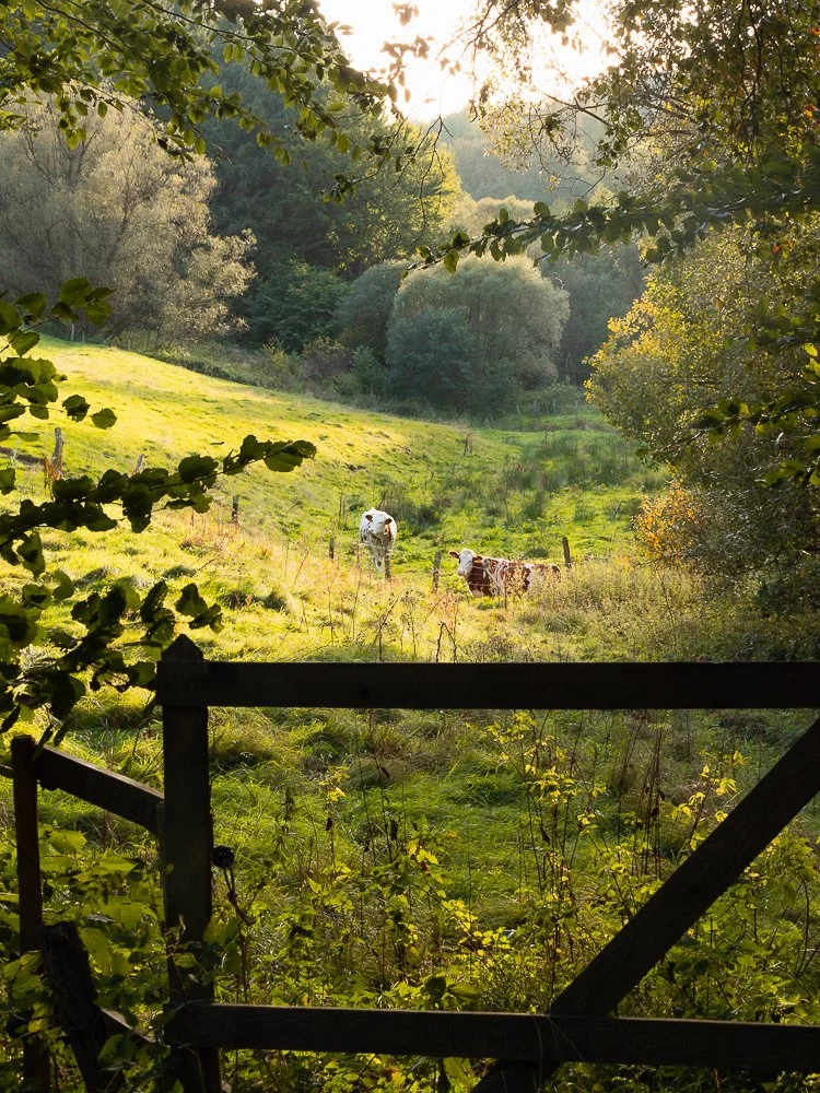 Eifel: Belgenbachtal