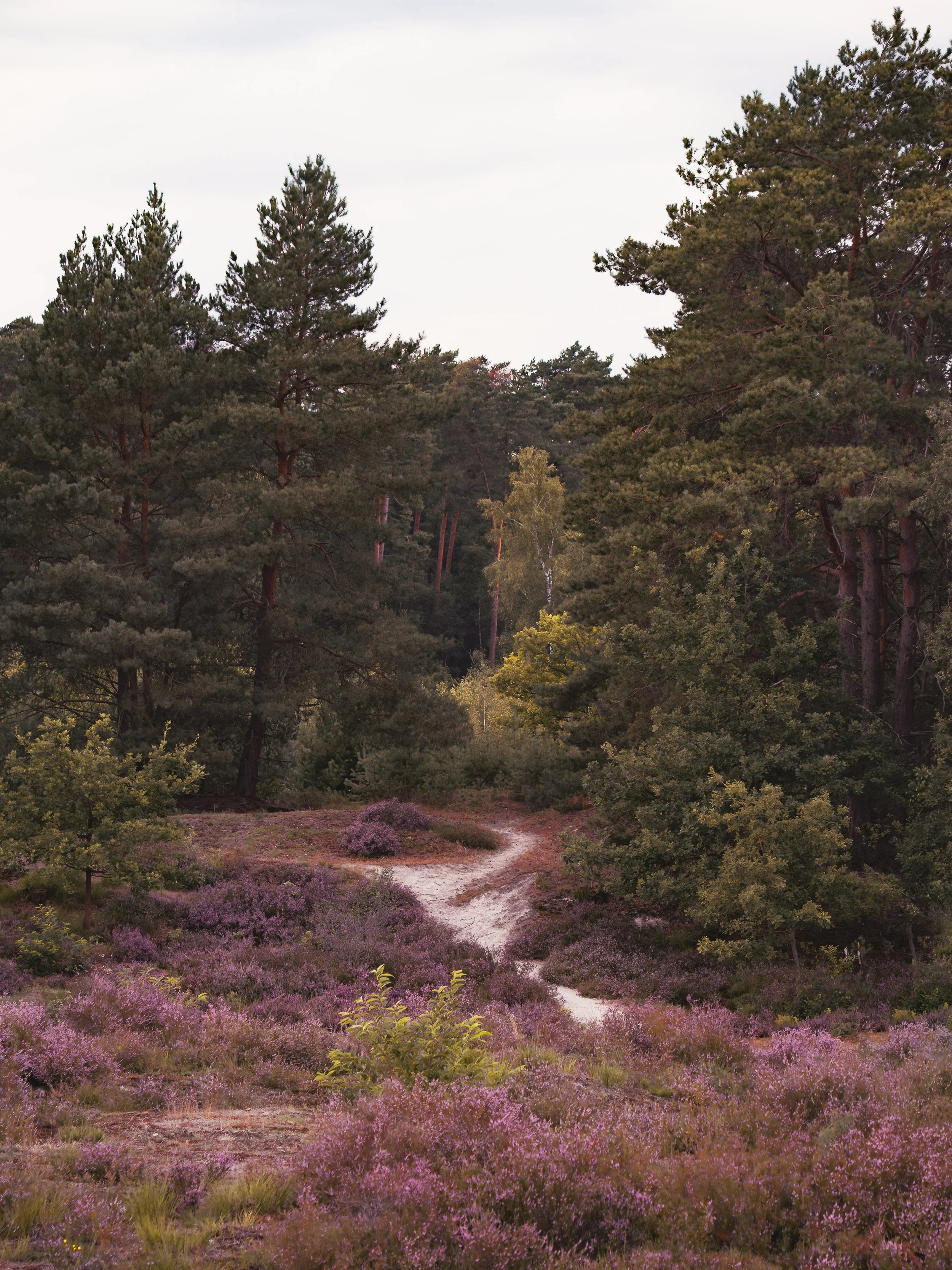 Niederlande: Brunsummer Heide