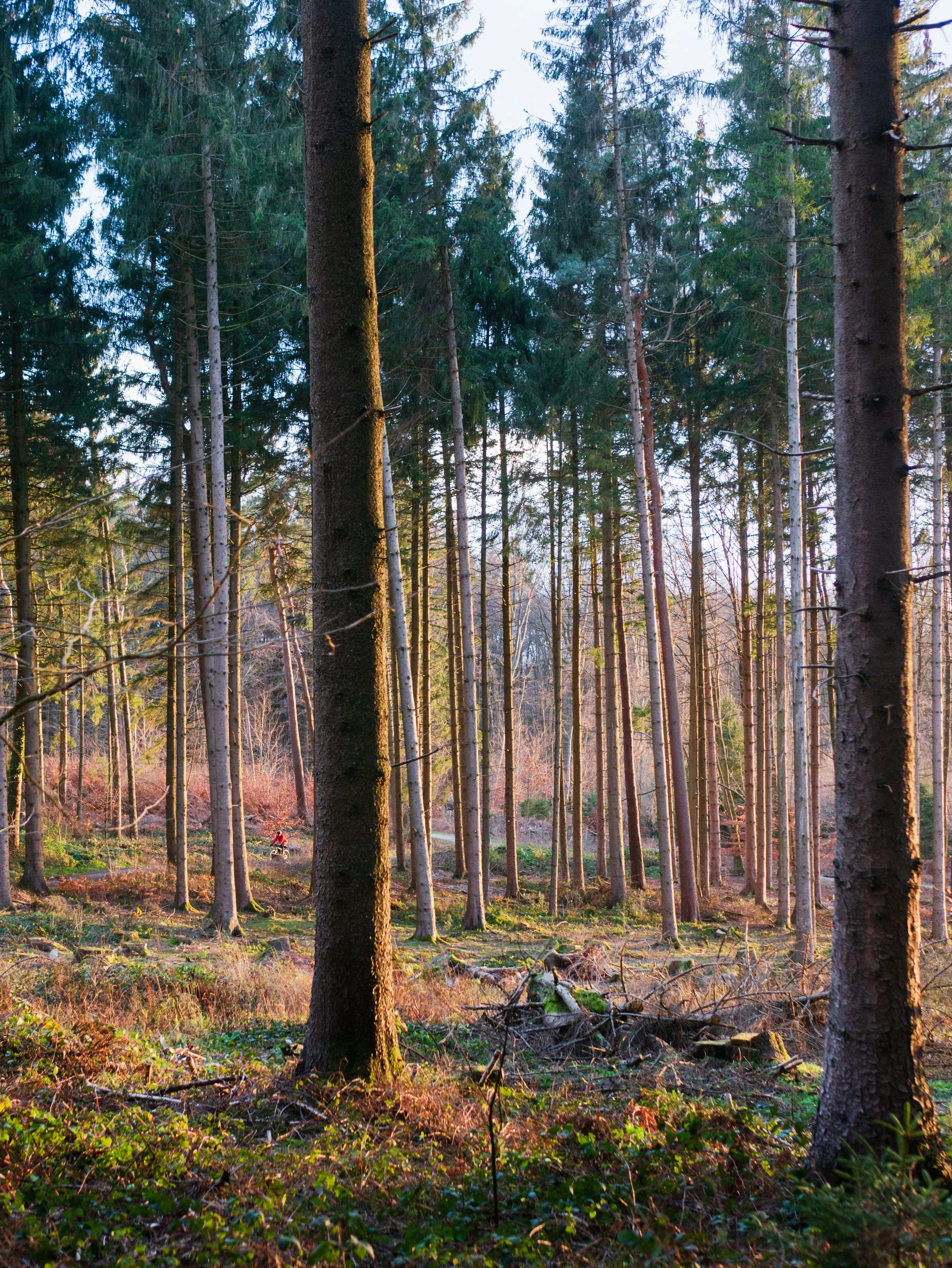 Aachener Wald
