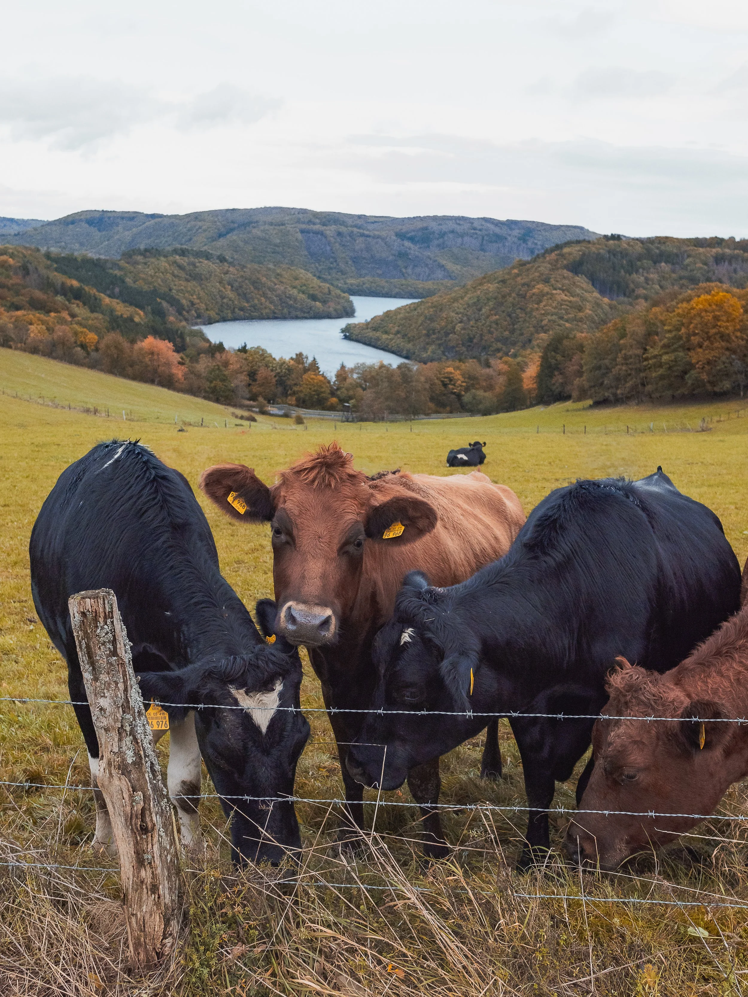 Eifel: Dedenborn