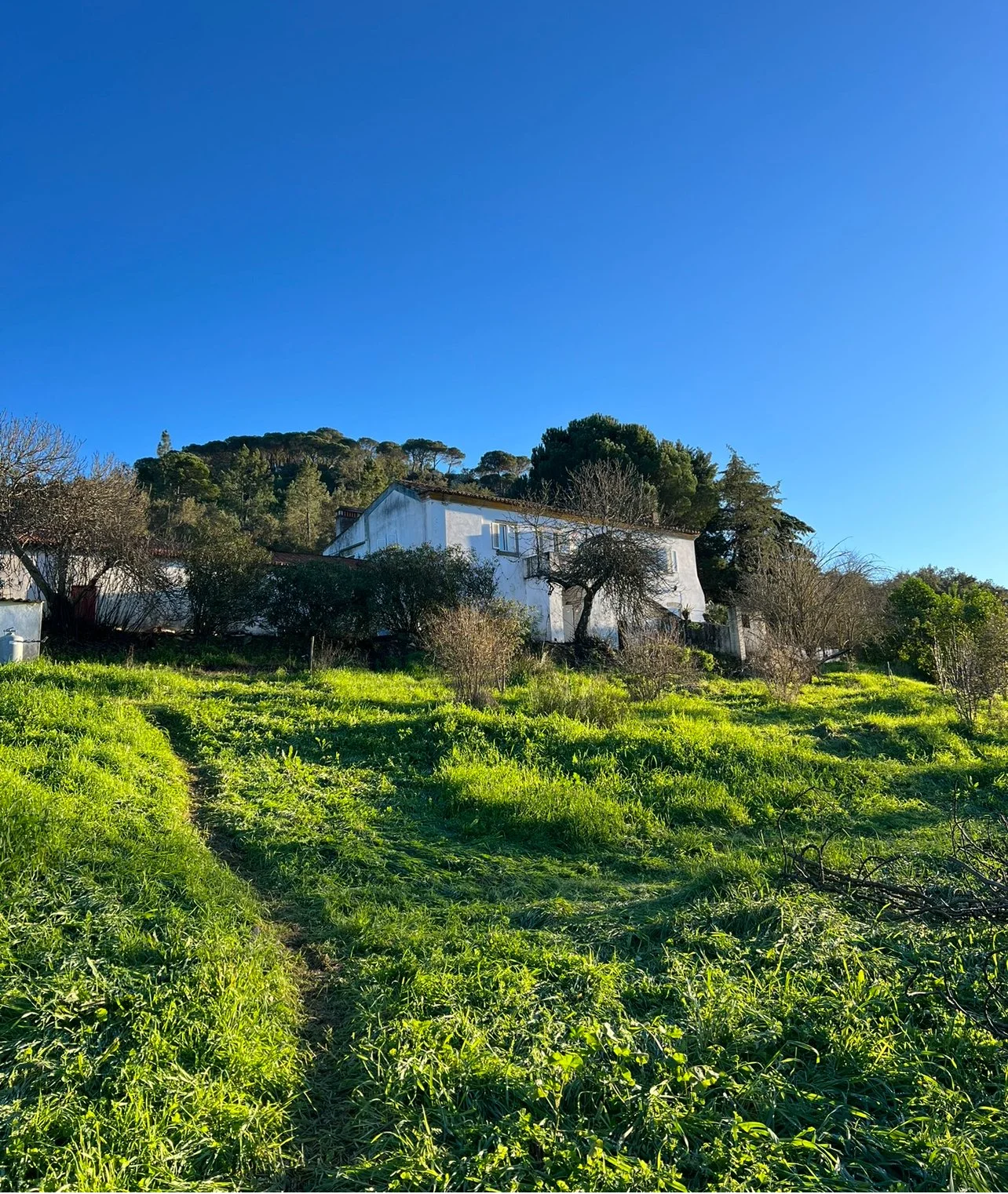A white house on a hill surrounded by trees and green vegetation under a clear blue sky.