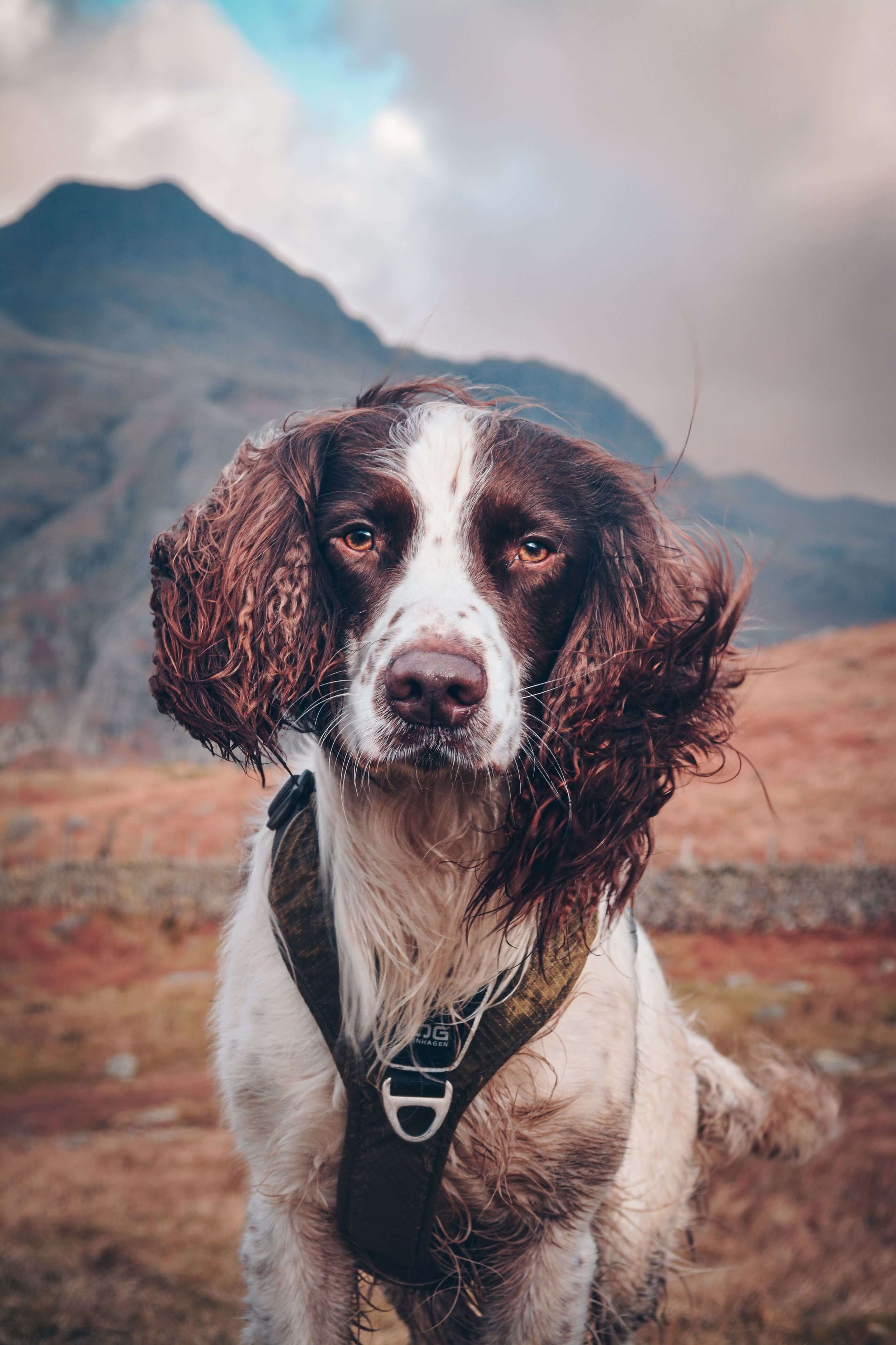 Even the dog links with Chloe's brand and colour characteristics!