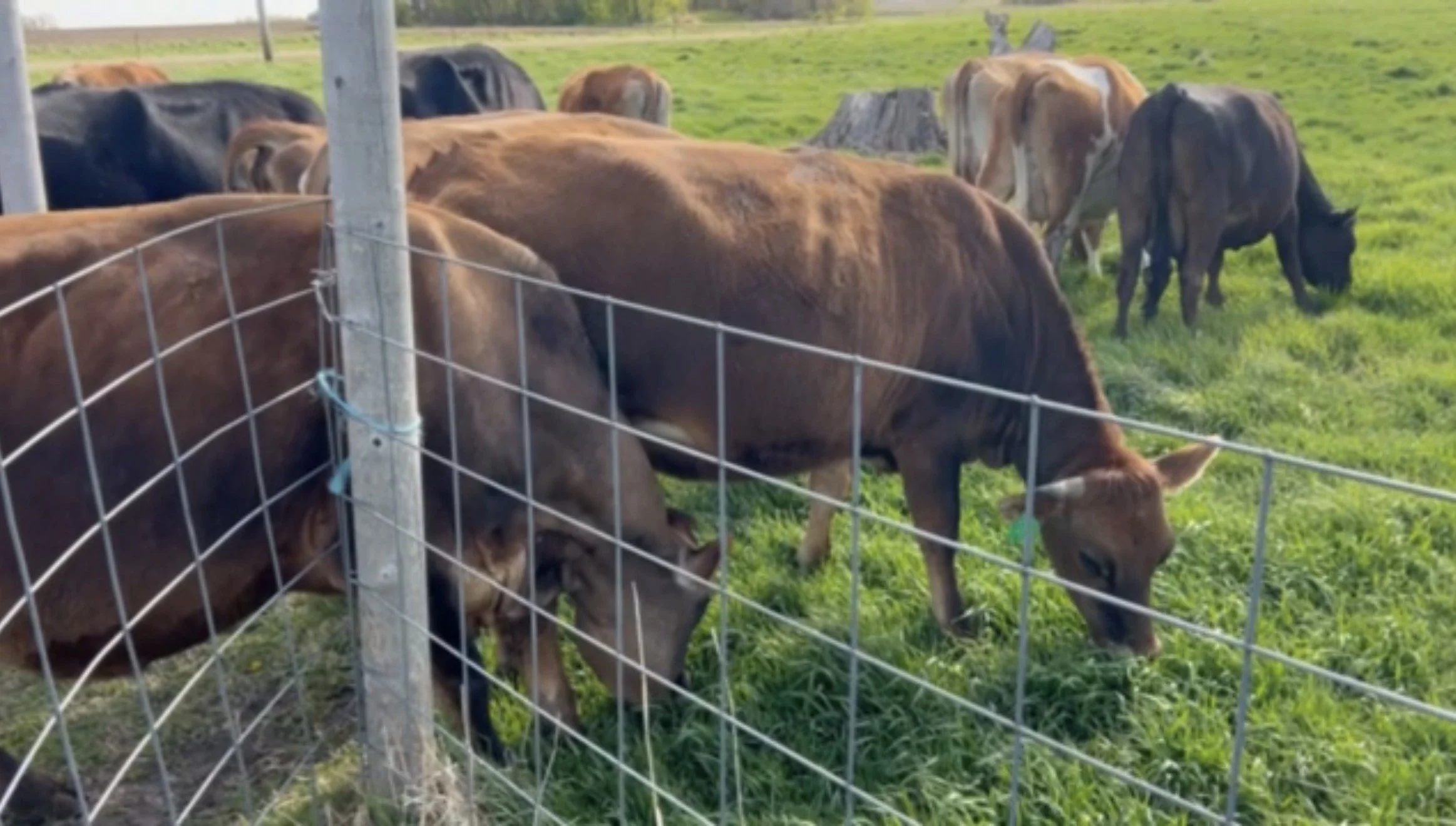 The Cows Are Back on Pasture