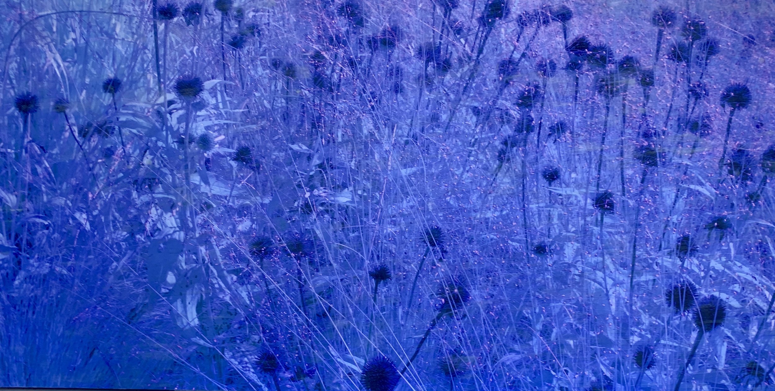 "Pop of Life"
Fine Art Photography/Enncaustic Wax
30"x60"