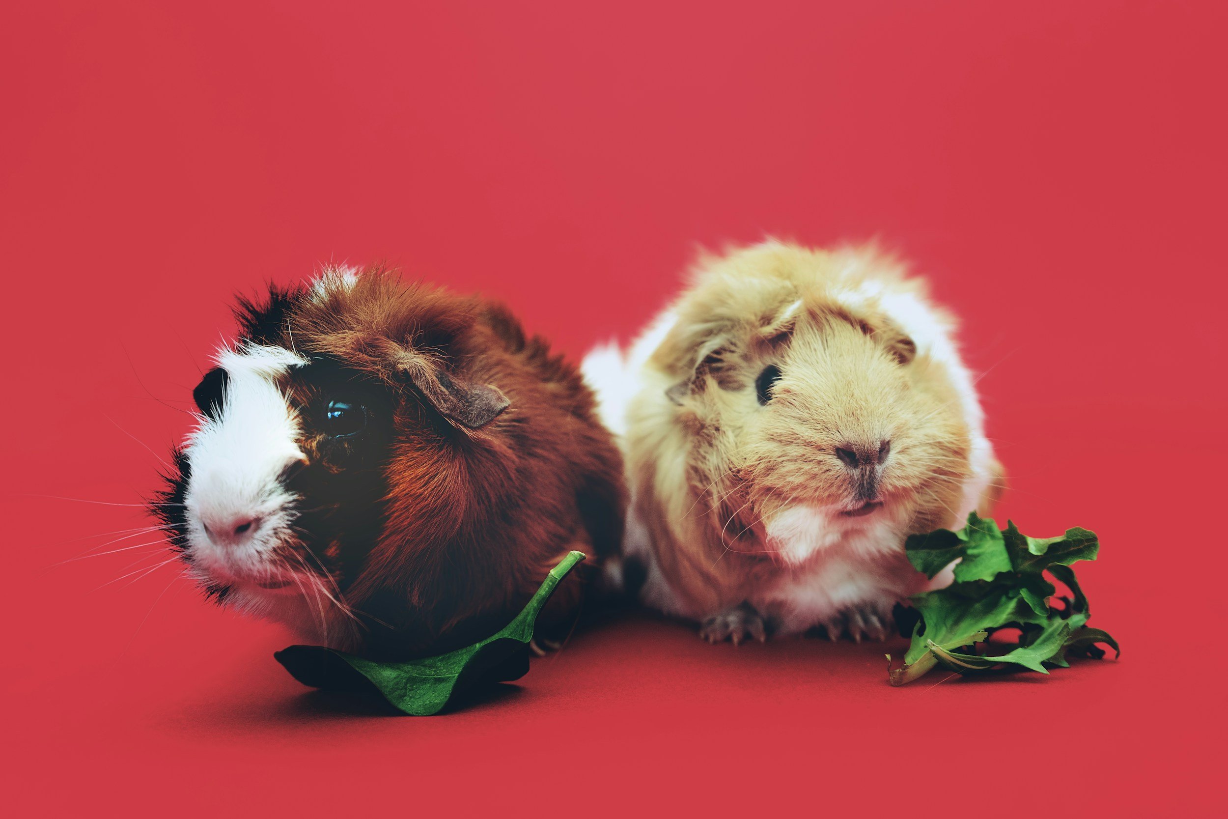 Gyno Pigs
