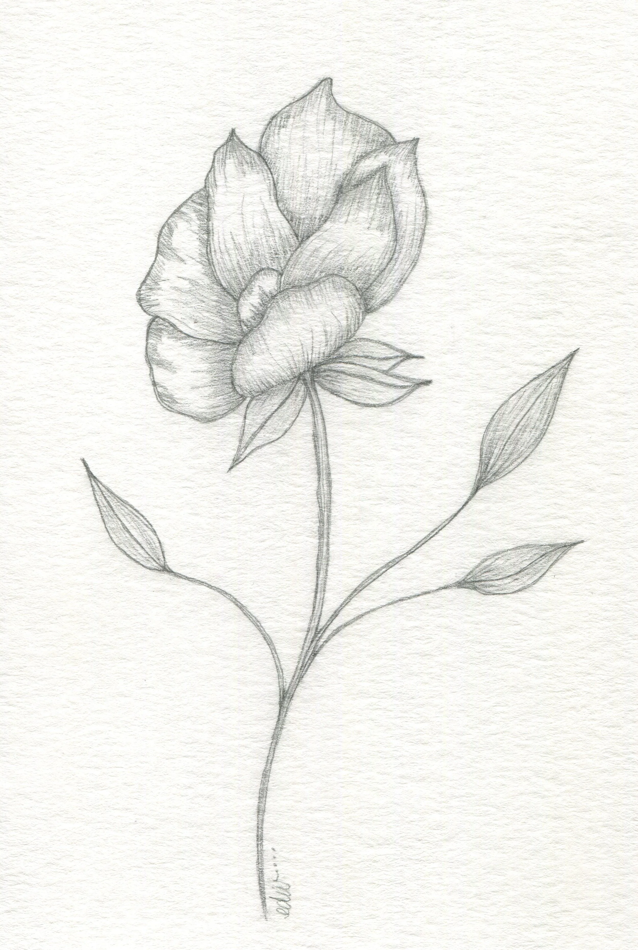 Single Flower - Pencil Sketch for LOGO 1.jpg