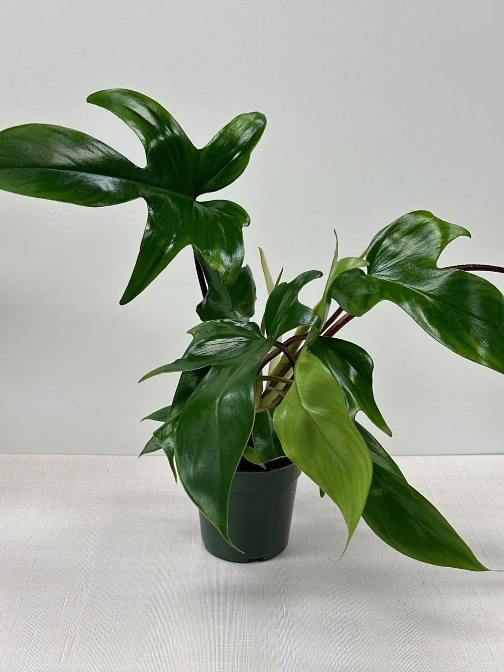 black gold snake plant Black Gold Snake Plant main image 0
